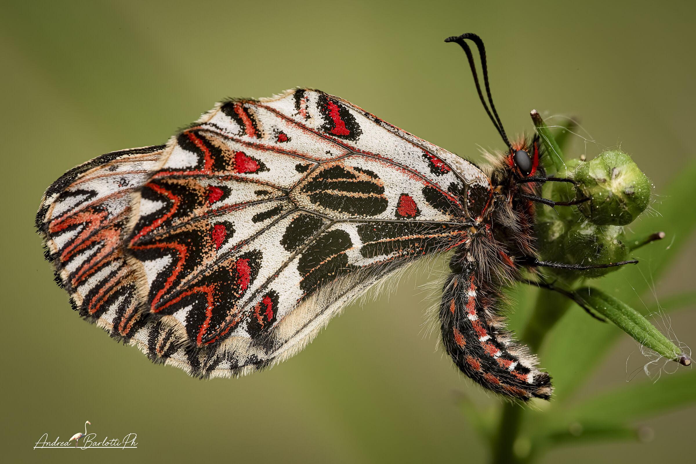 Z. cassandra
