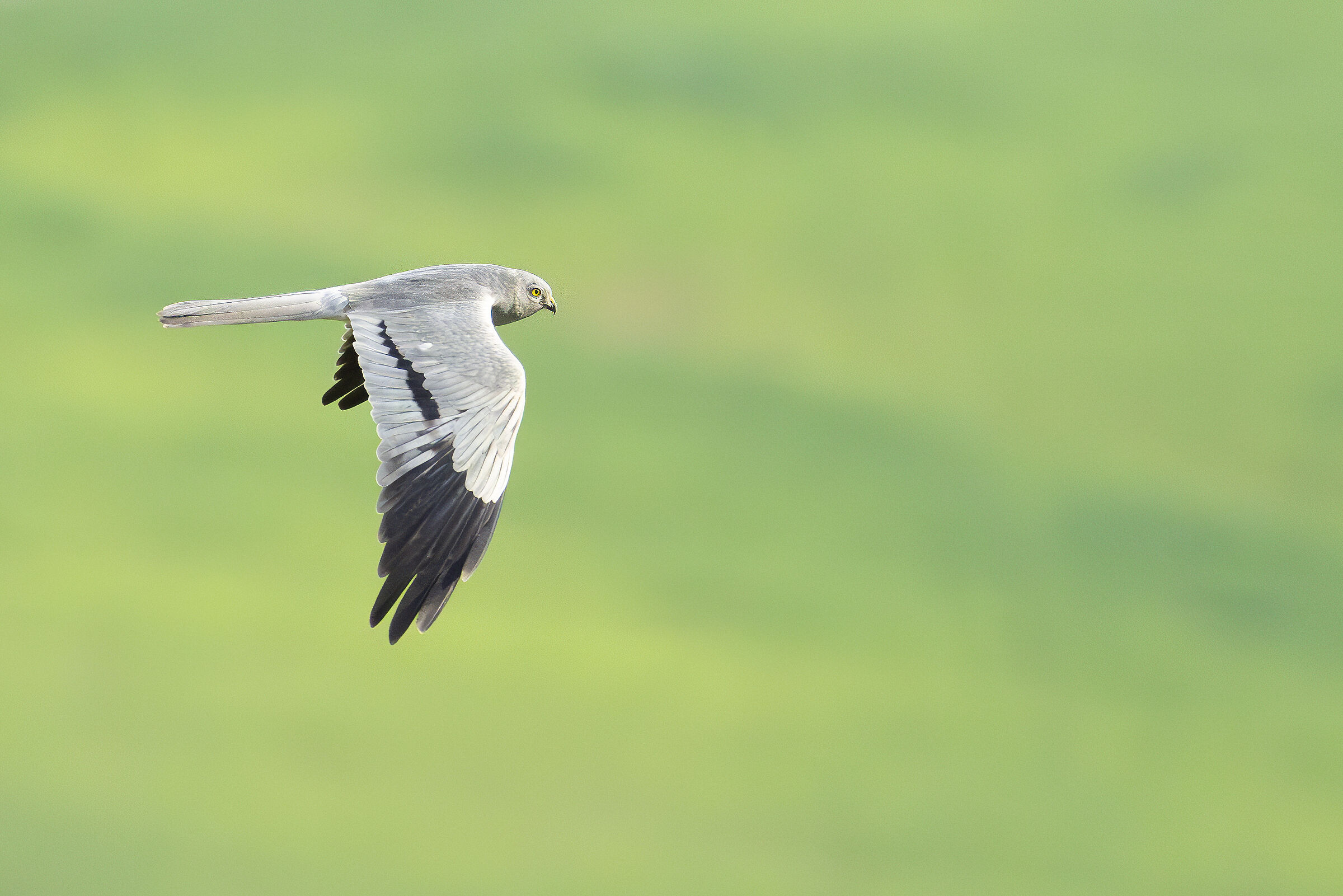 Male Harrier