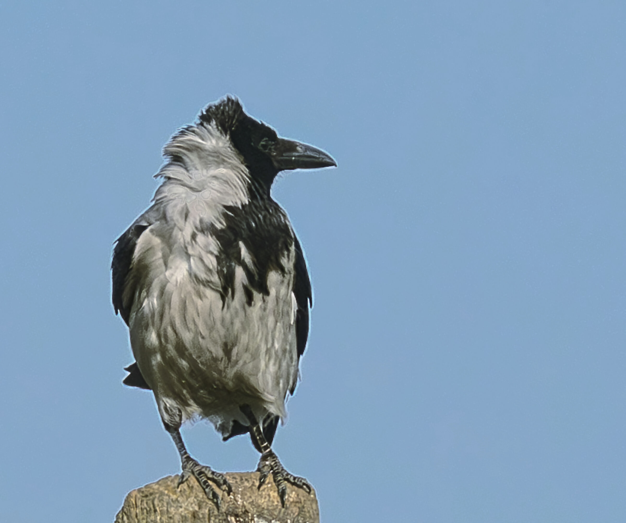 hooded crow in the wind