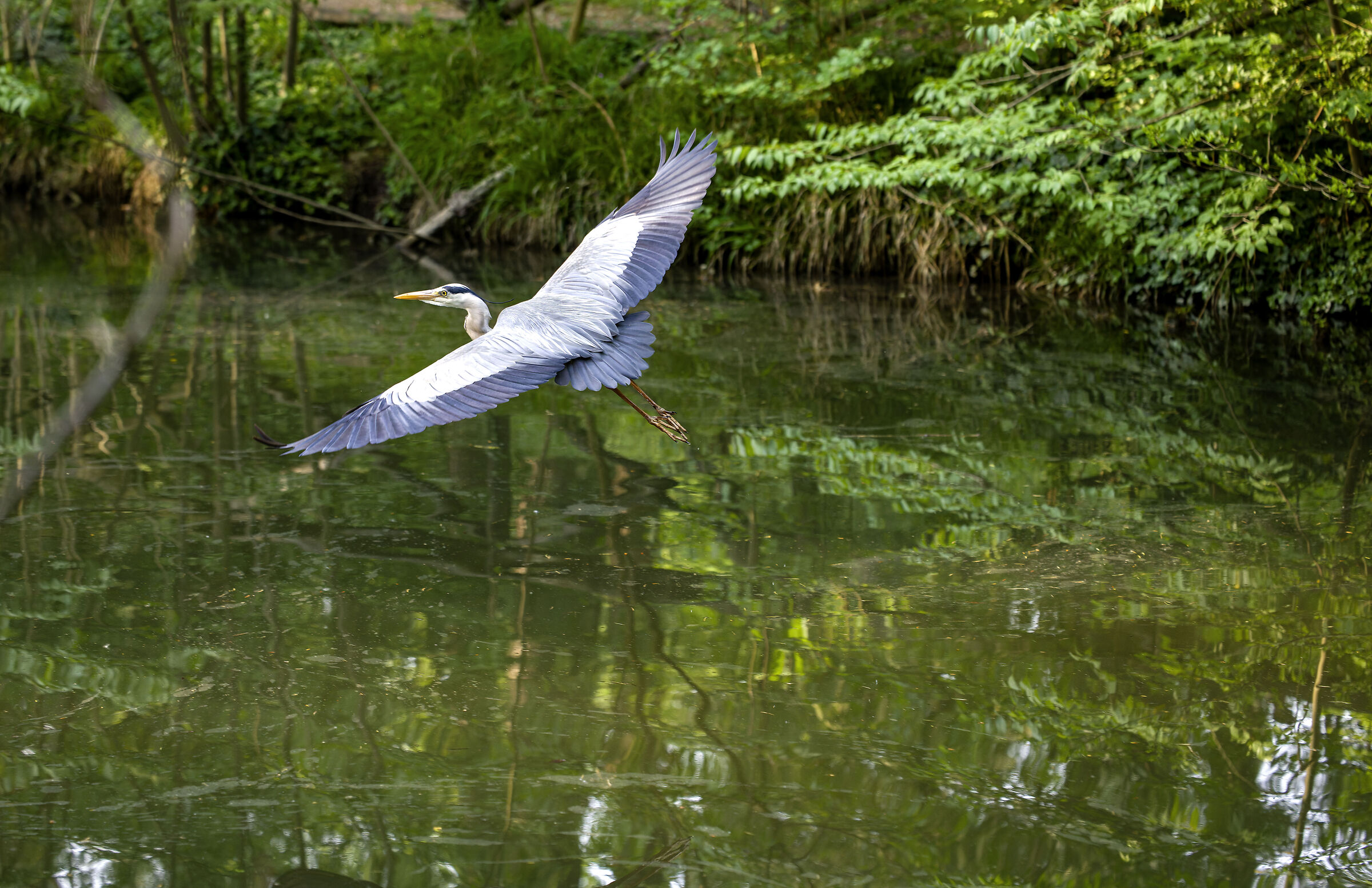 Airone Park of Monza