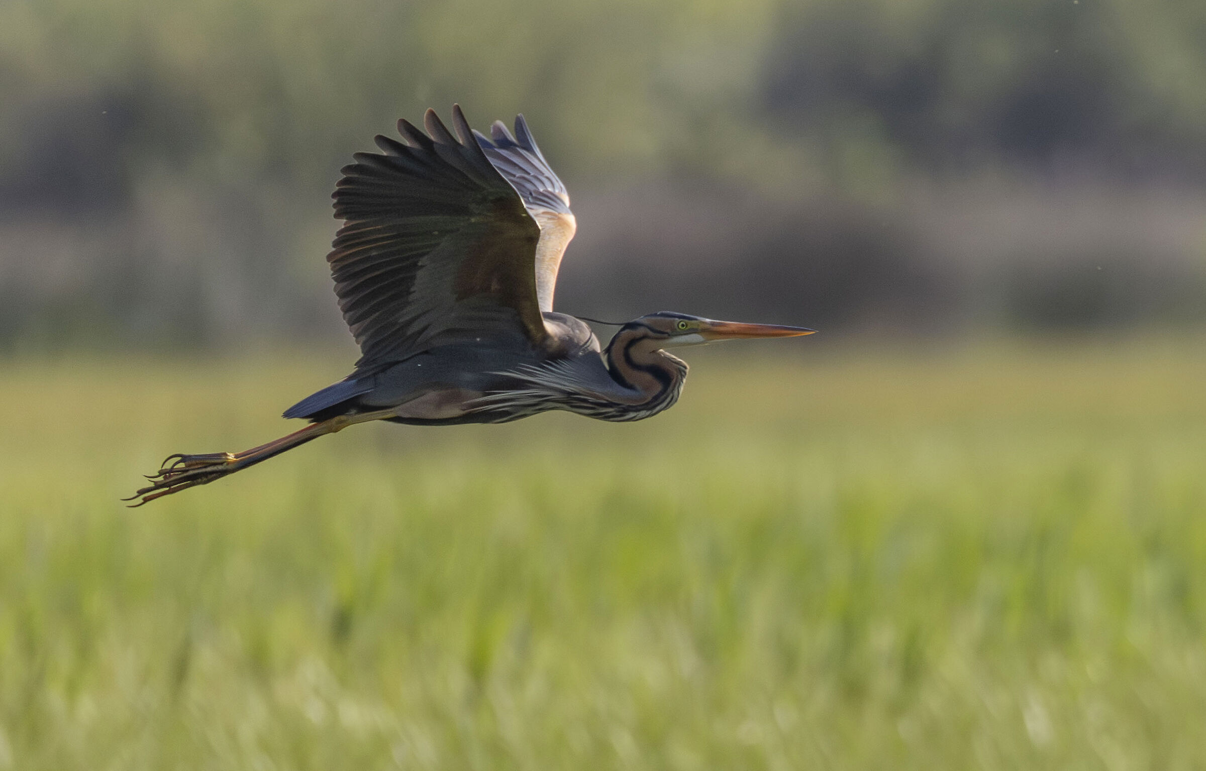 airone in volo