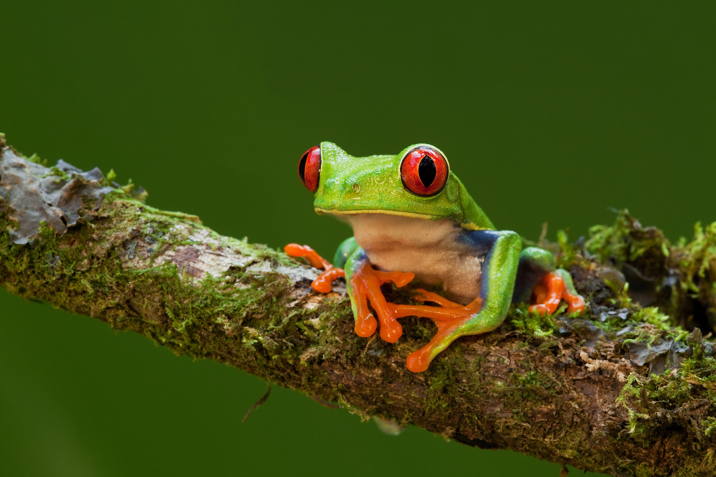 Red-eyed tree frog