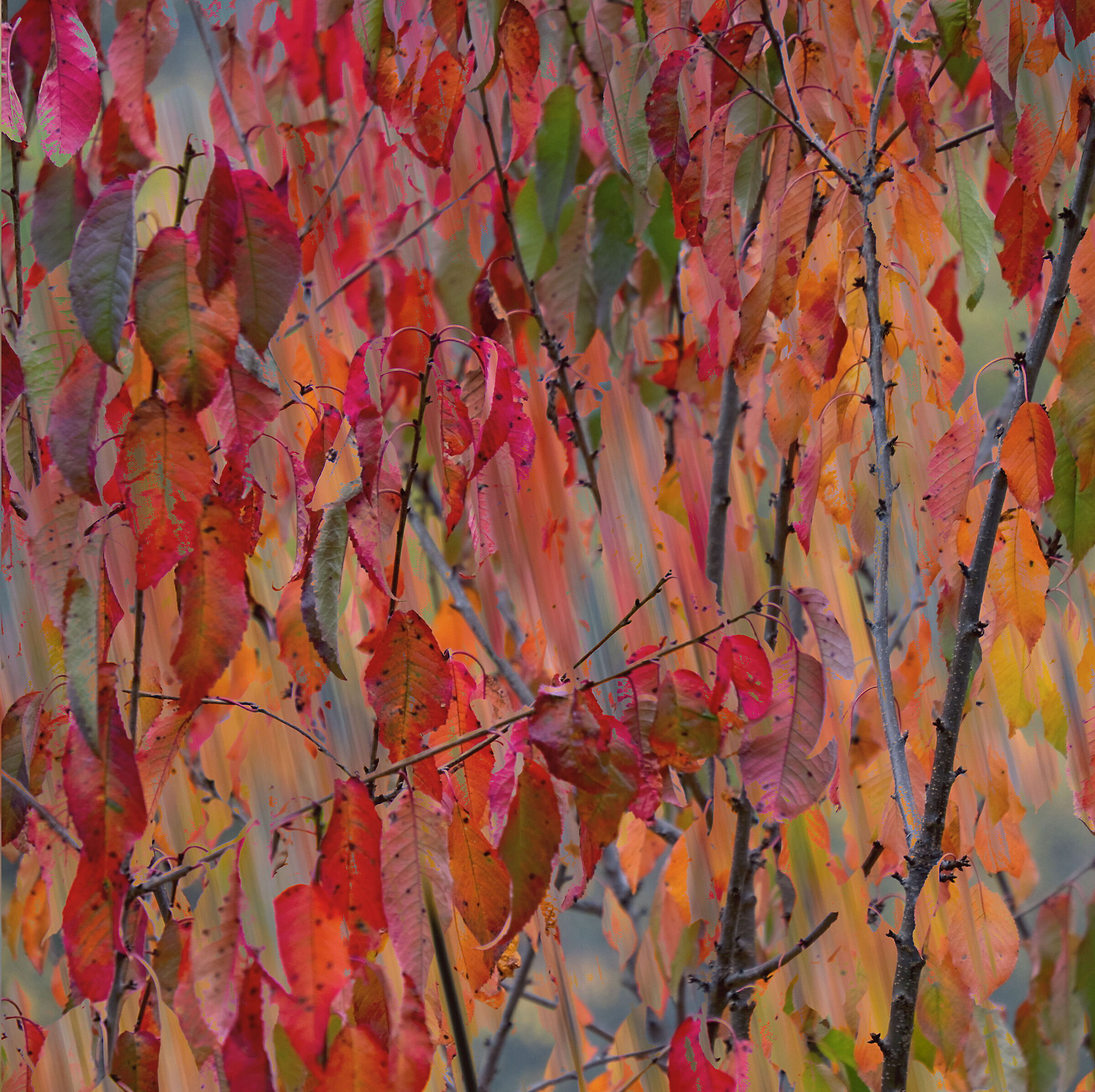 Leaves