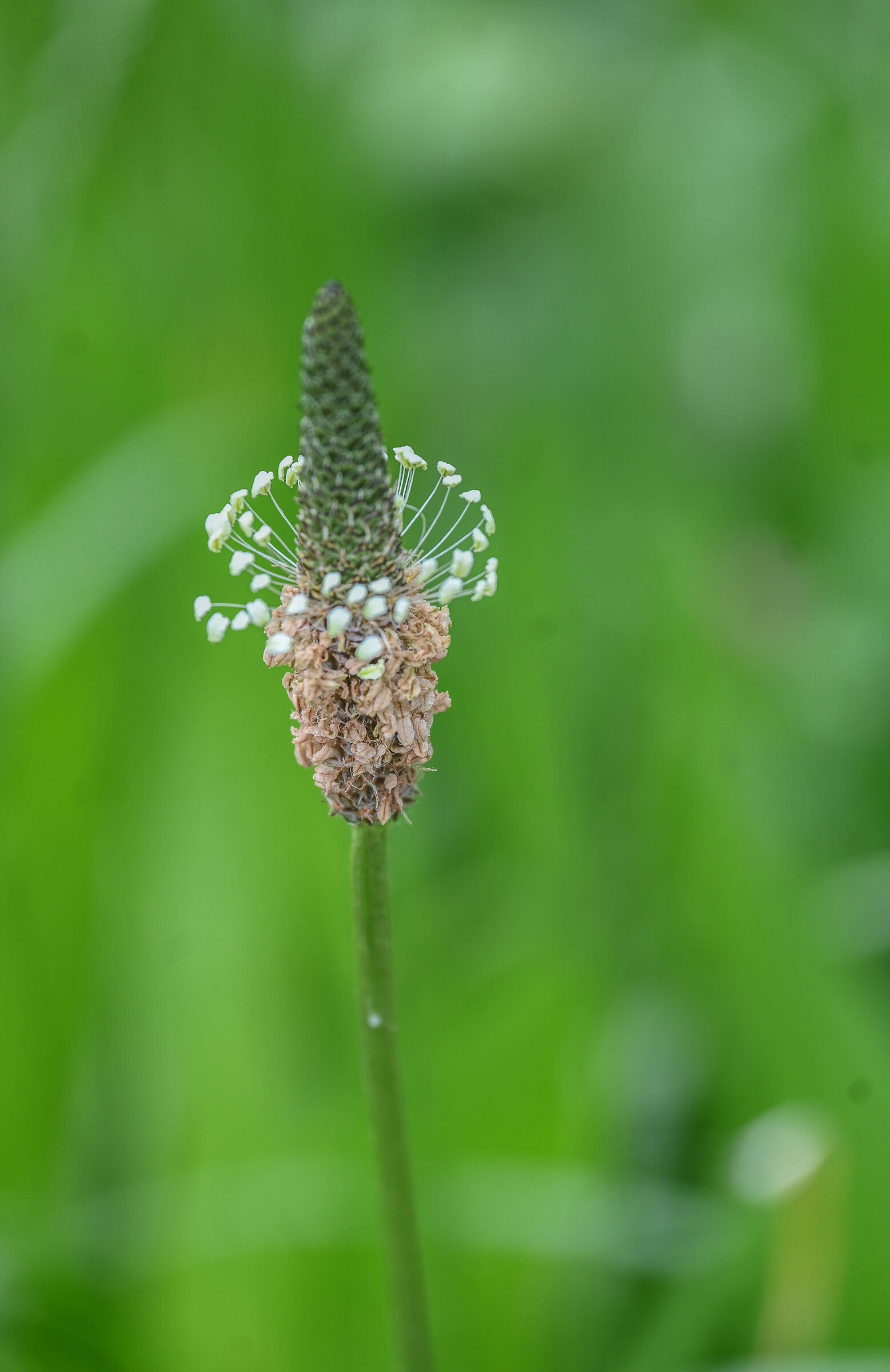 Plantago lanceolata