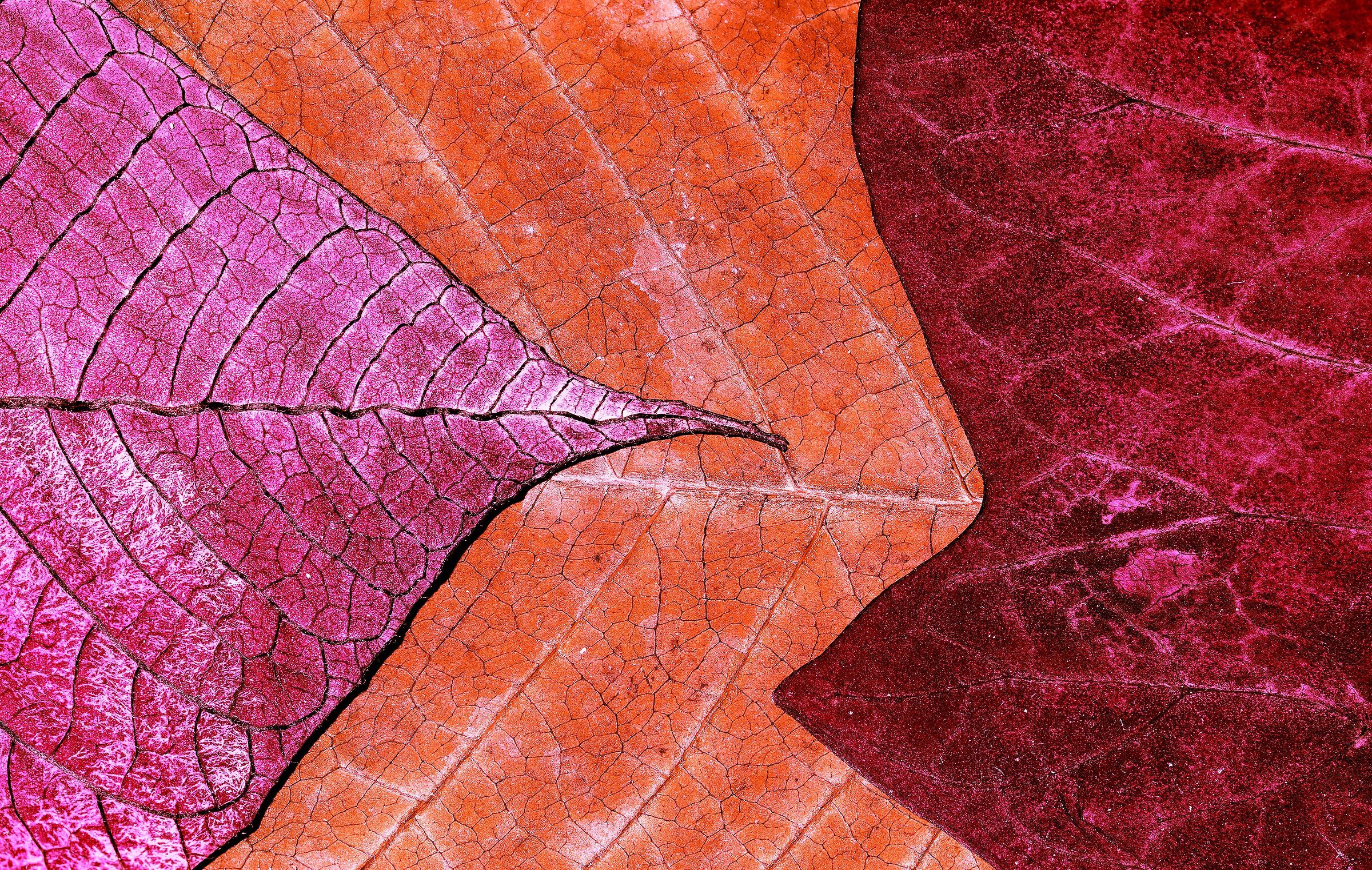 Leaves and Leaves