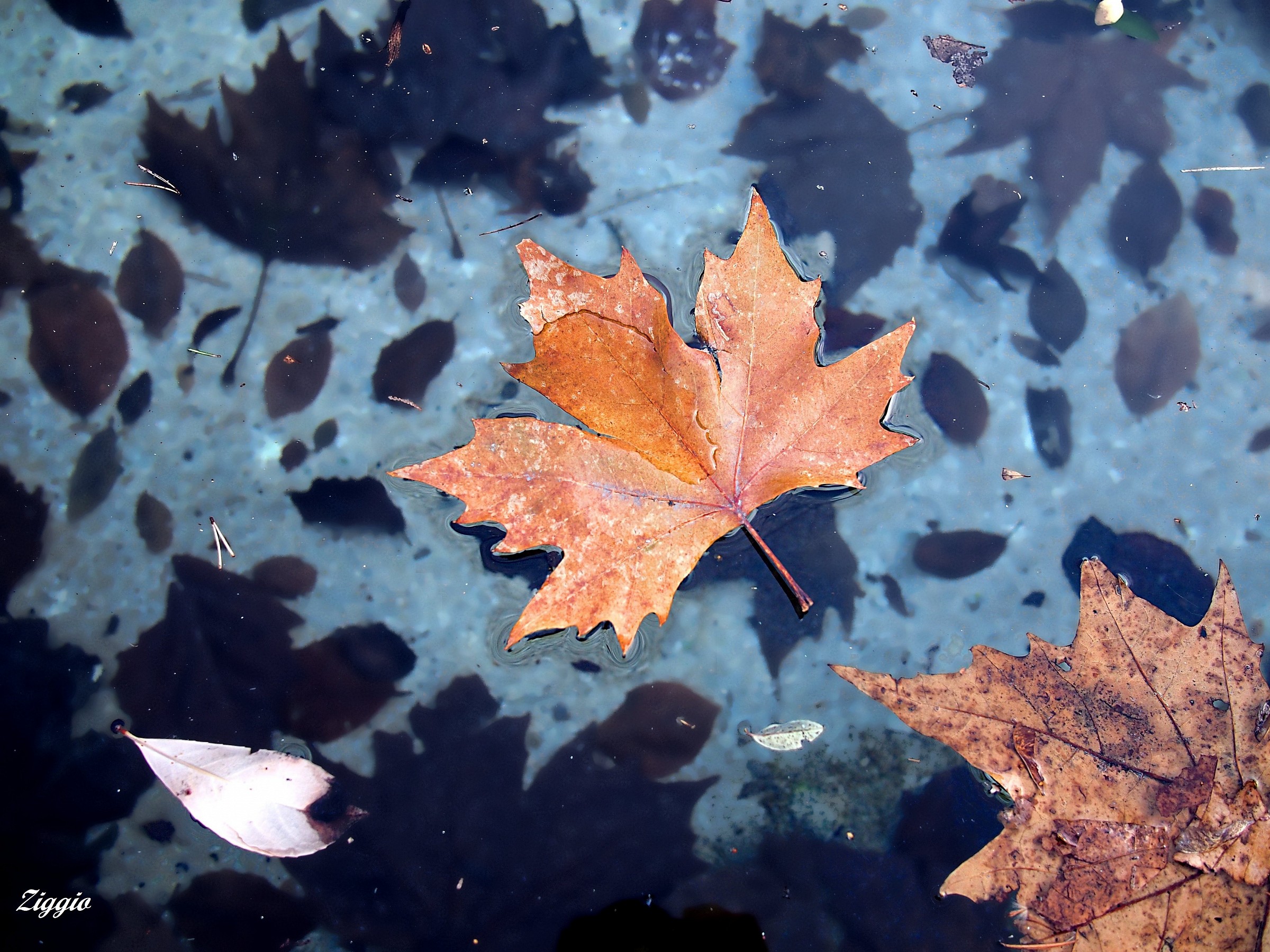Floating leaves in autumn