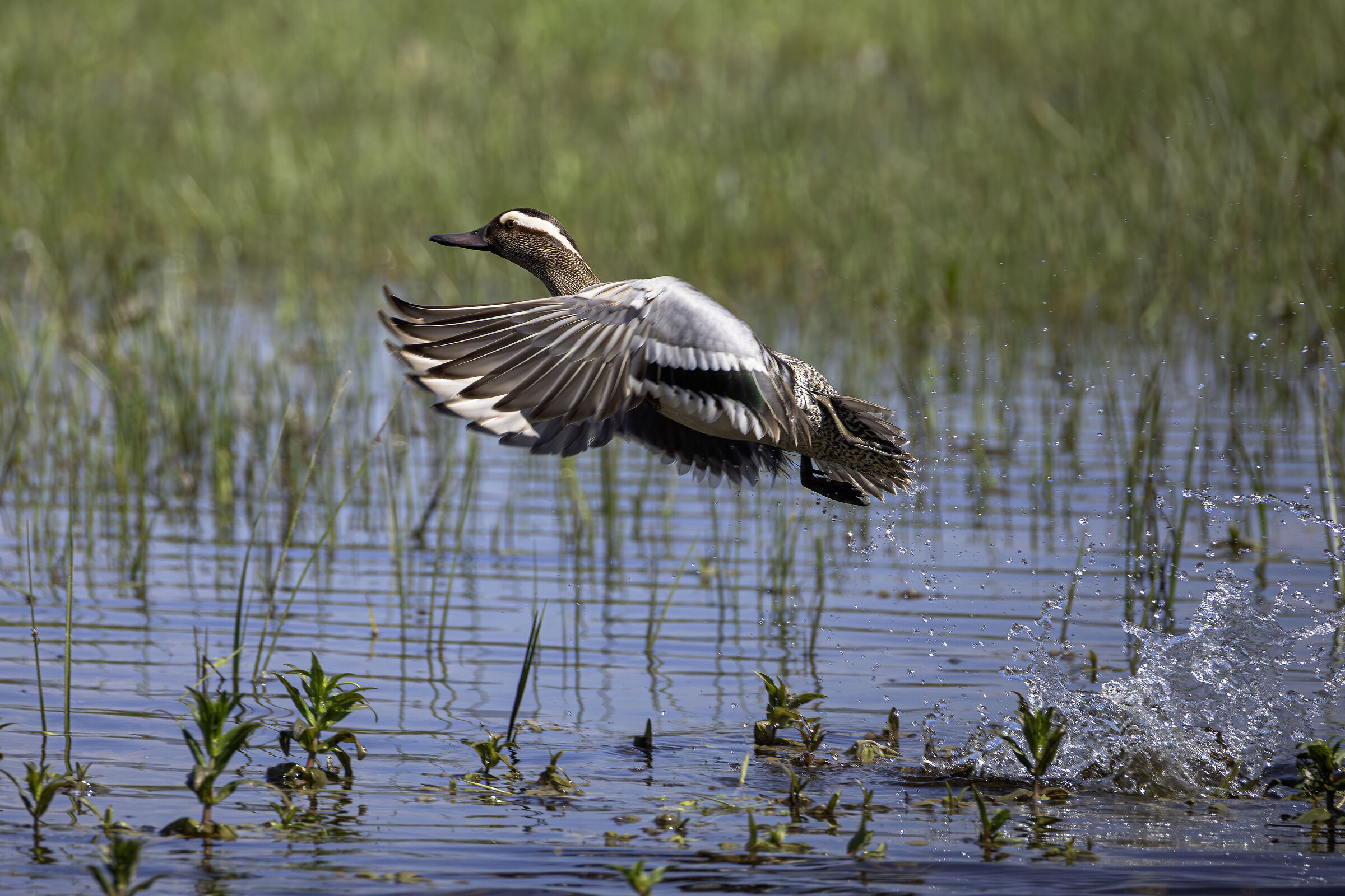 Marzaiola in volo