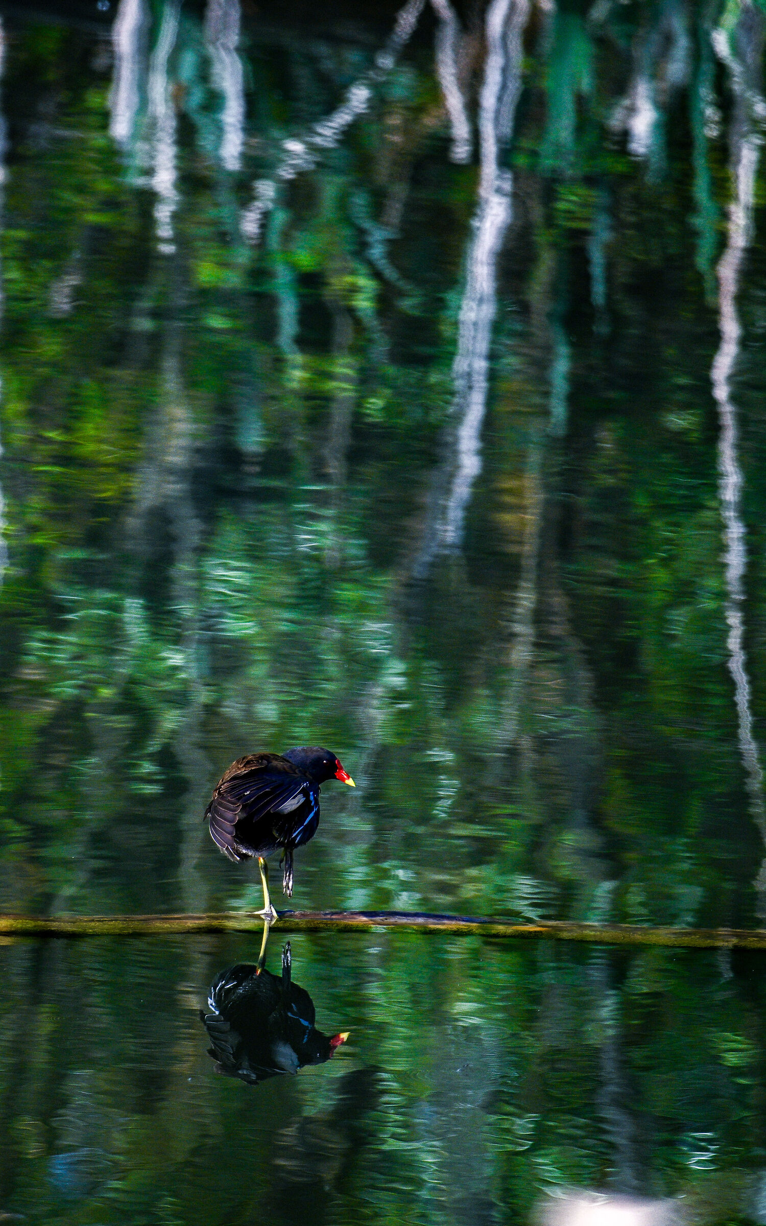 Equilibrio