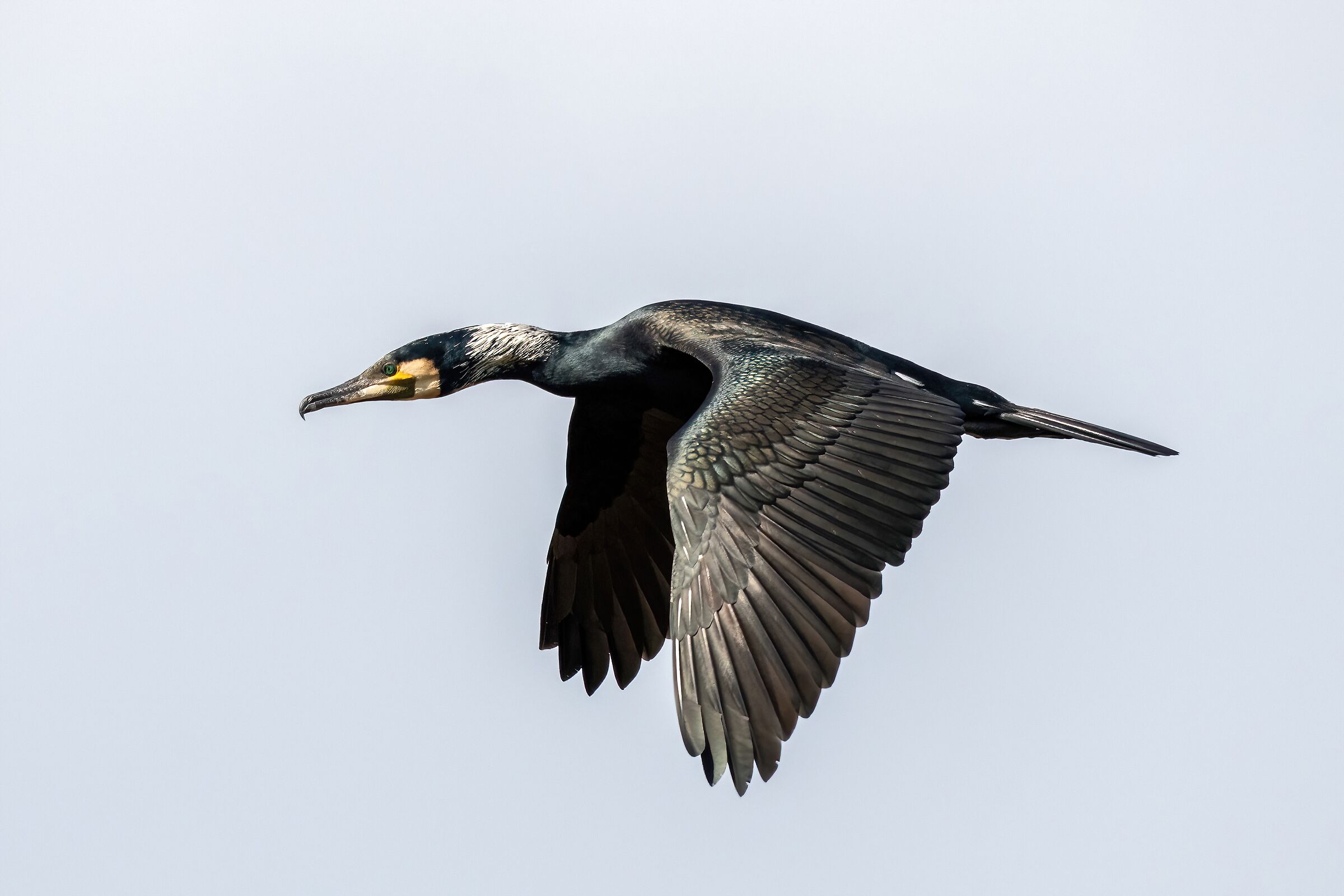 Cormorant (Phalacrocorax carbo)