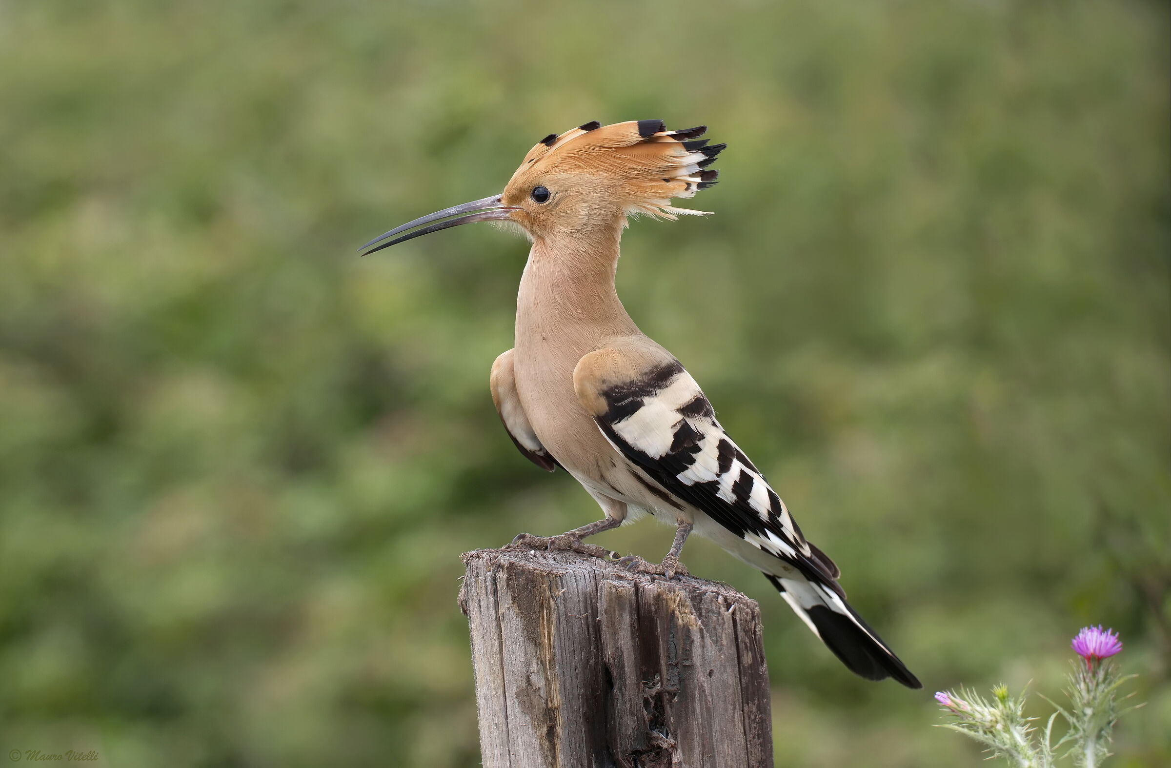 Upupa (Upupa epops)