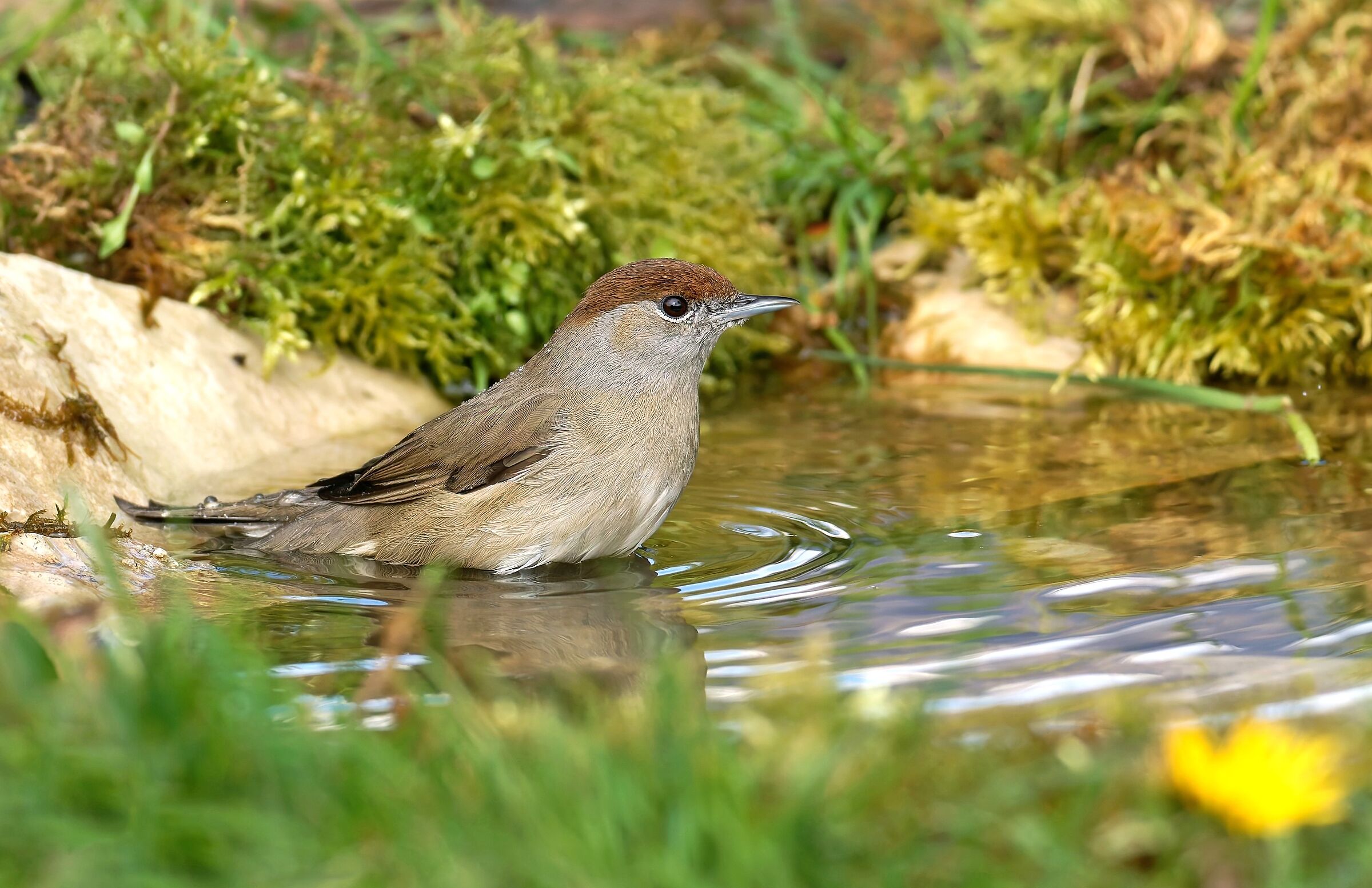 Blackcap at the bathroom