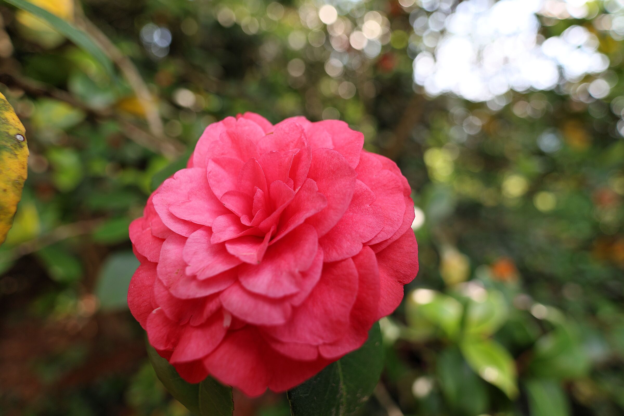 Camelia