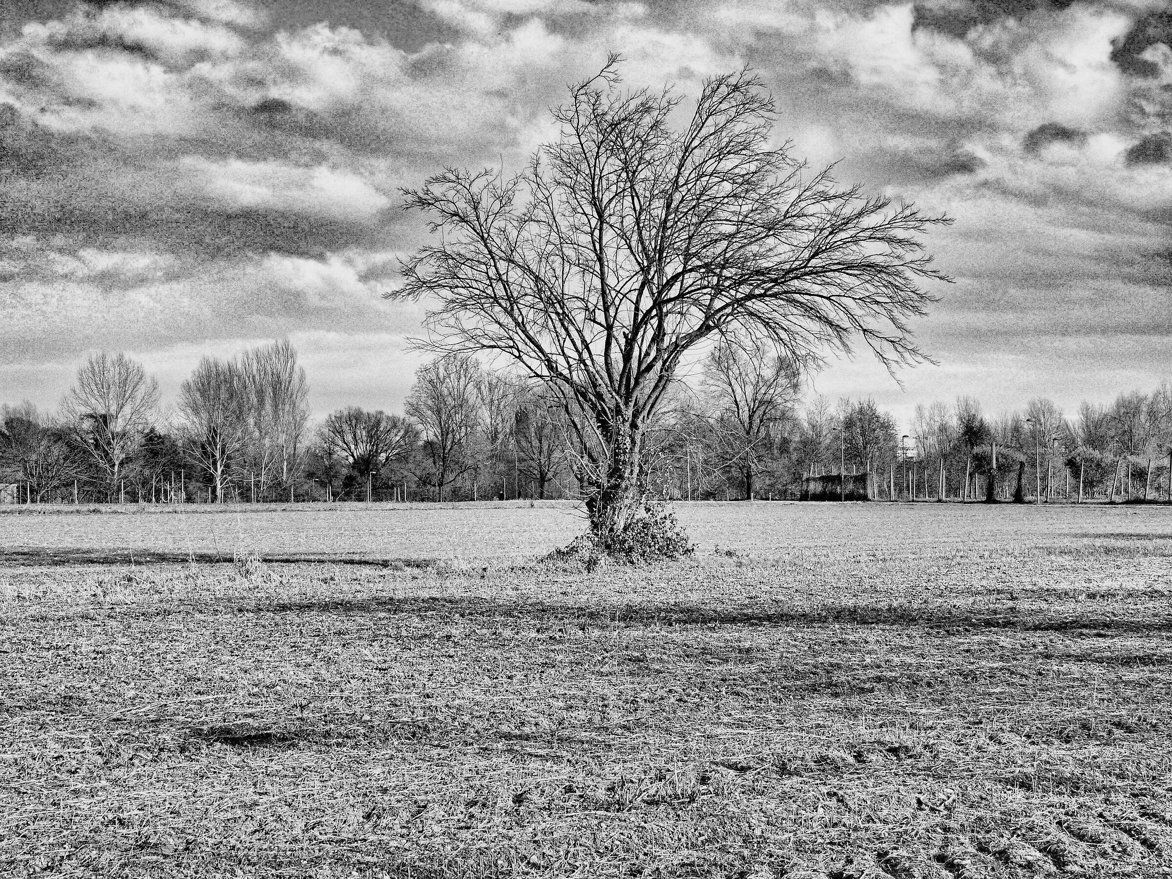 Albero al parco febbraio 2025