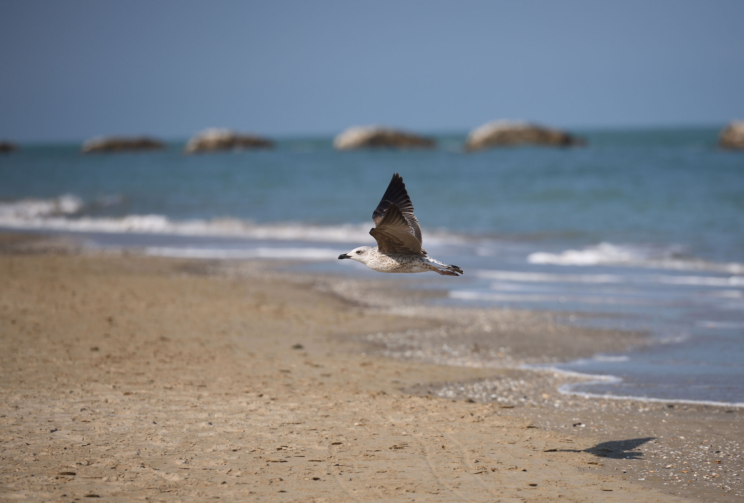 Seagull