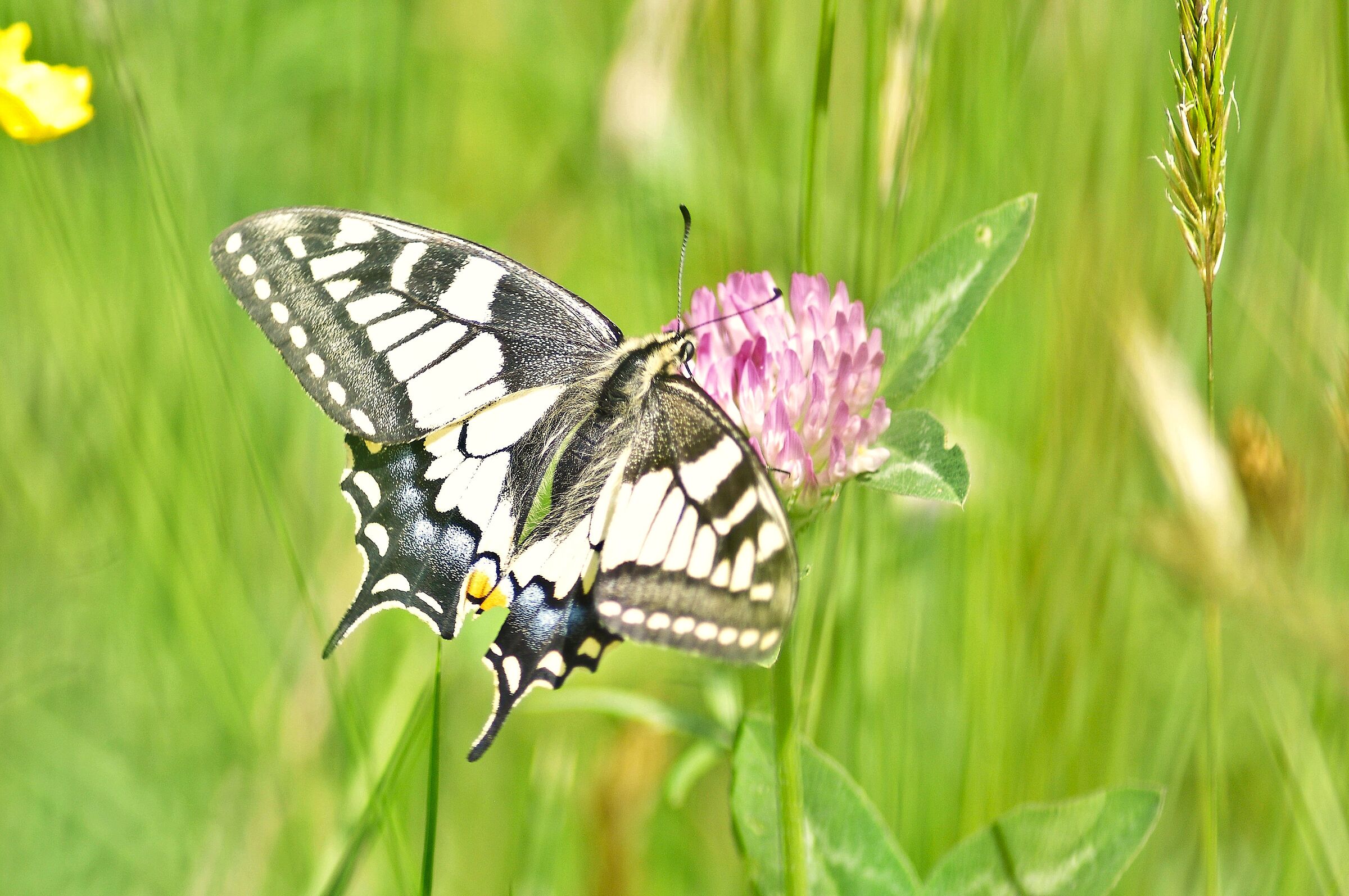 Butterfly