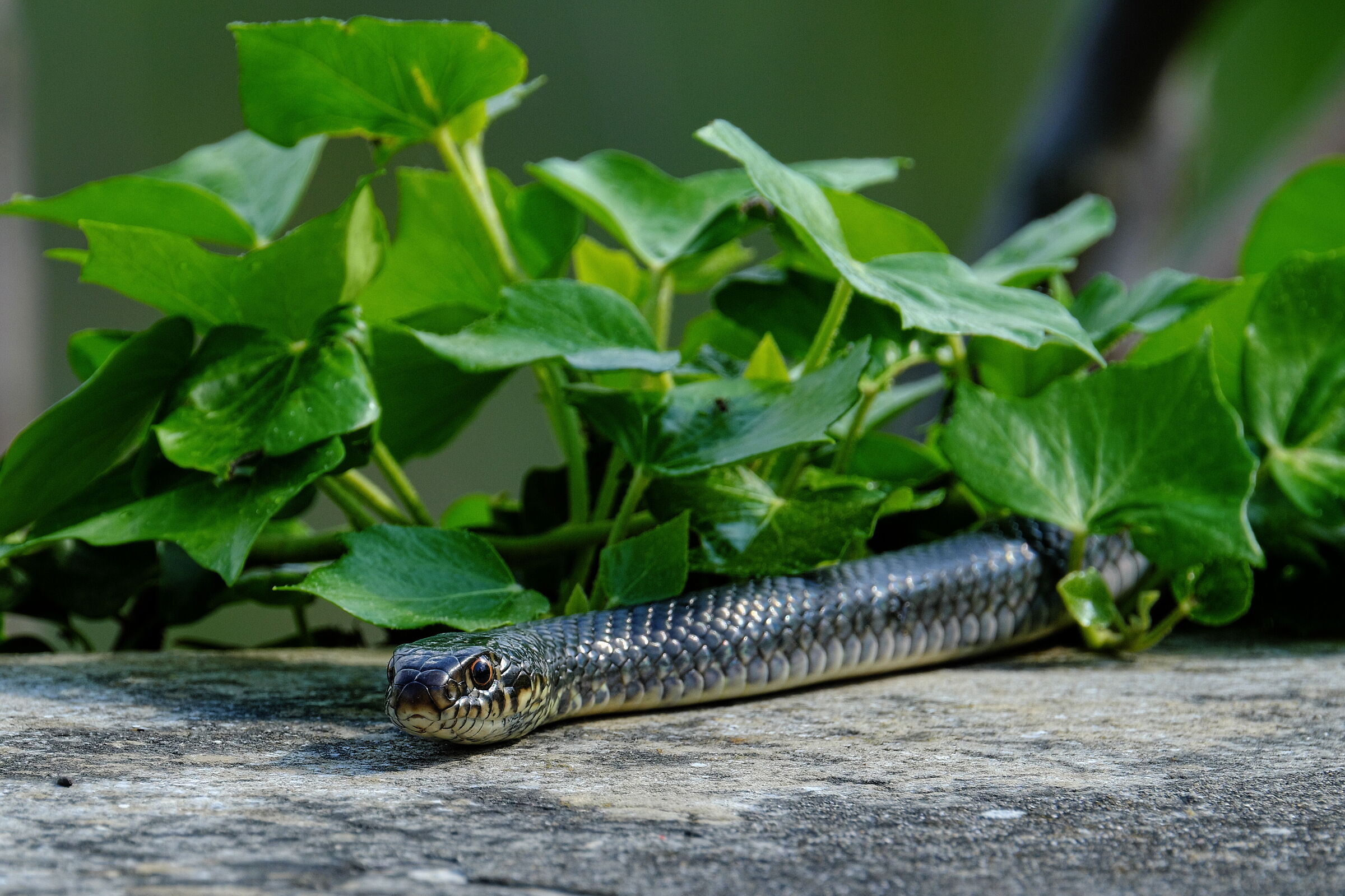 Whip snake