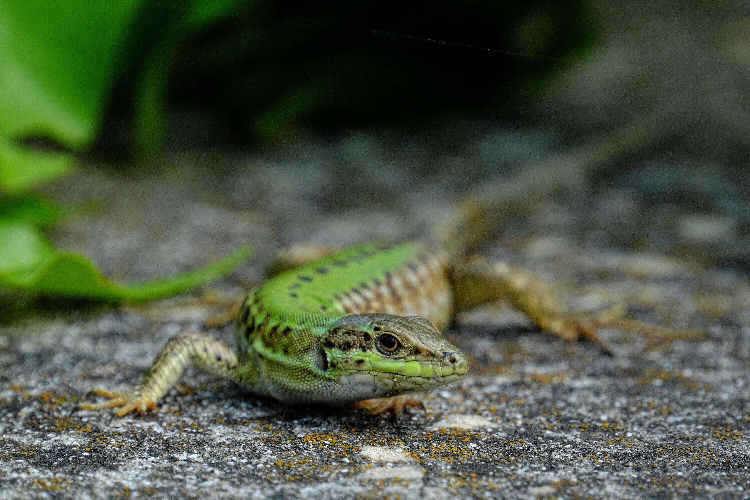 Field lizard