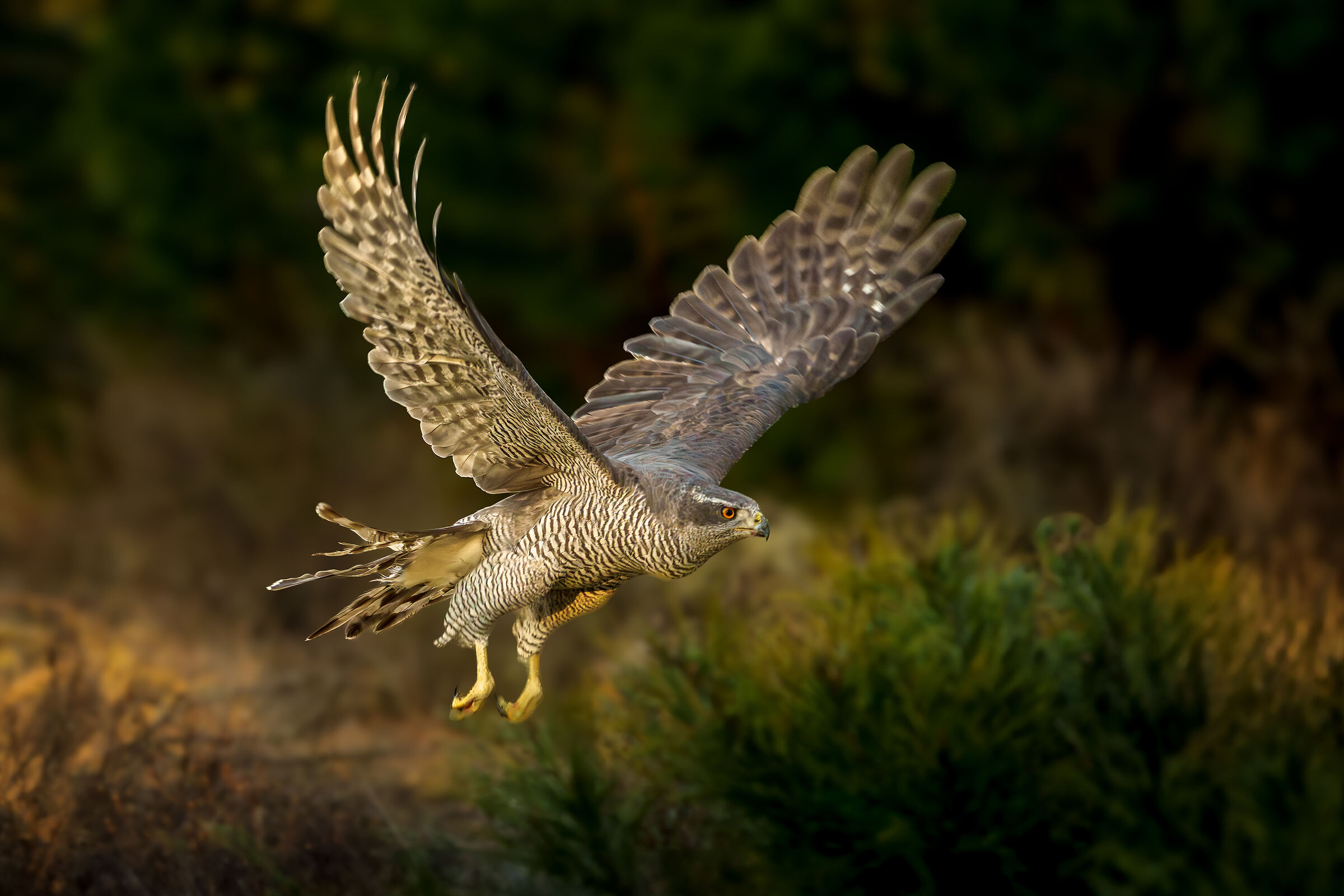 Goshawk