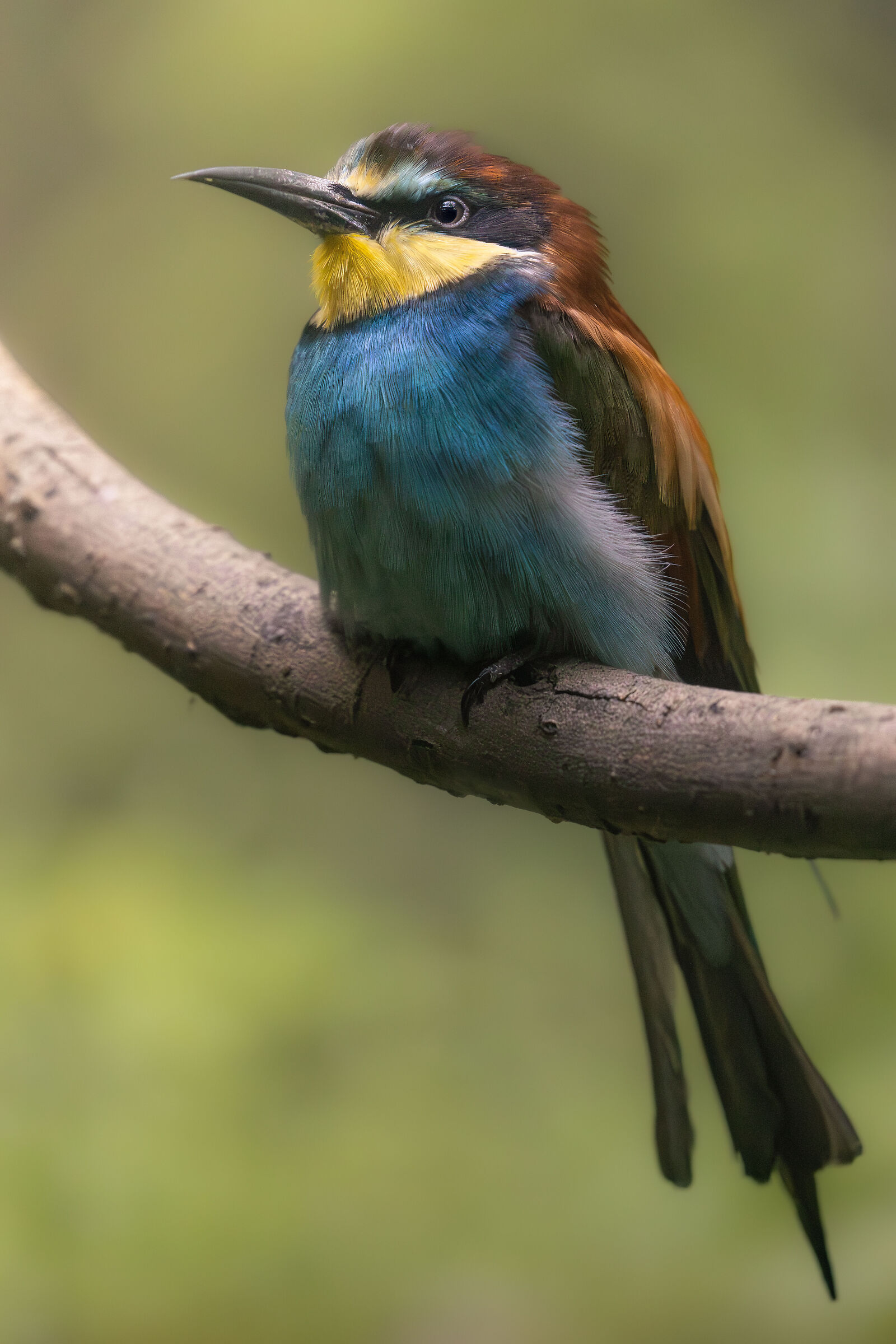 Bee-eater