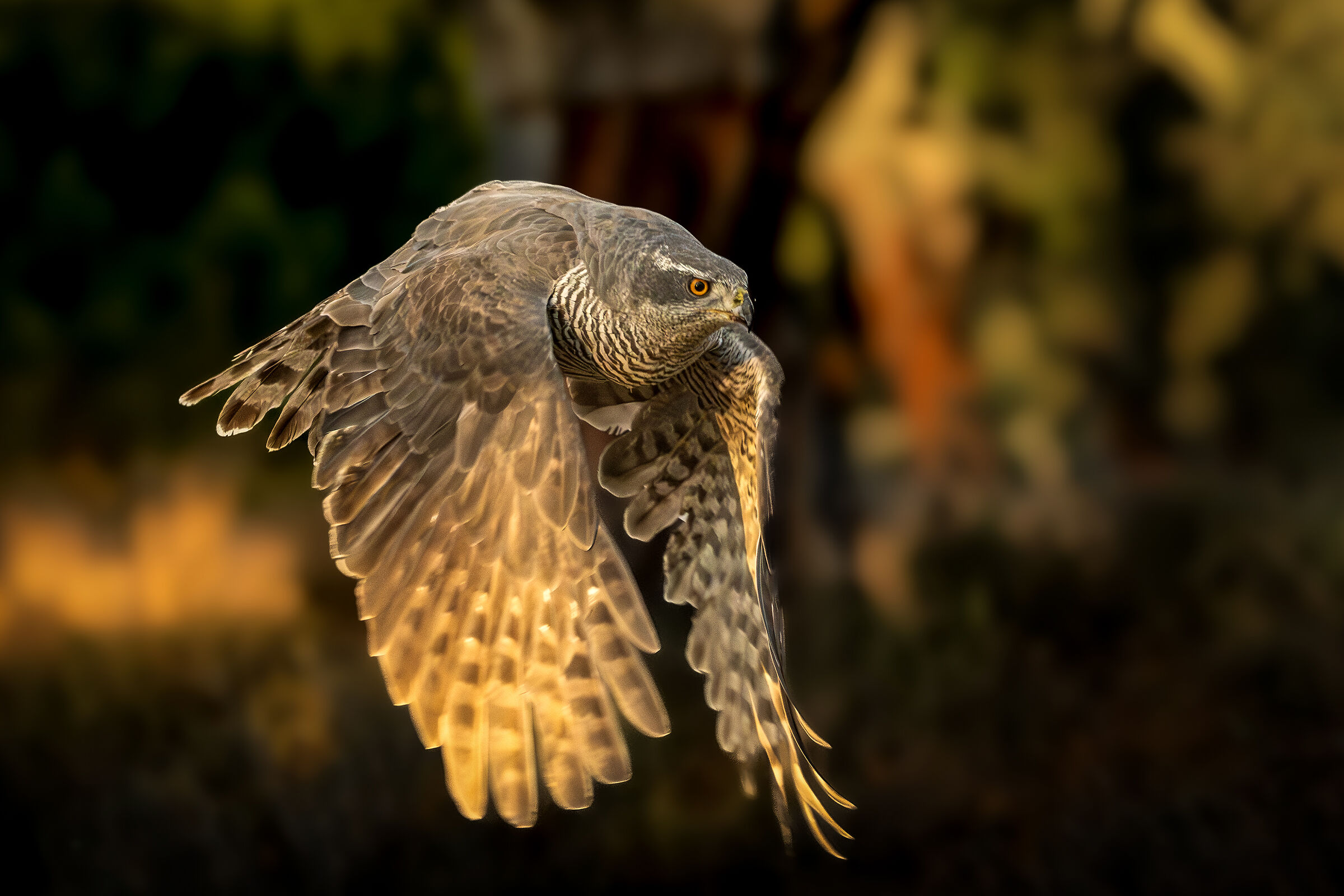 Goshawk