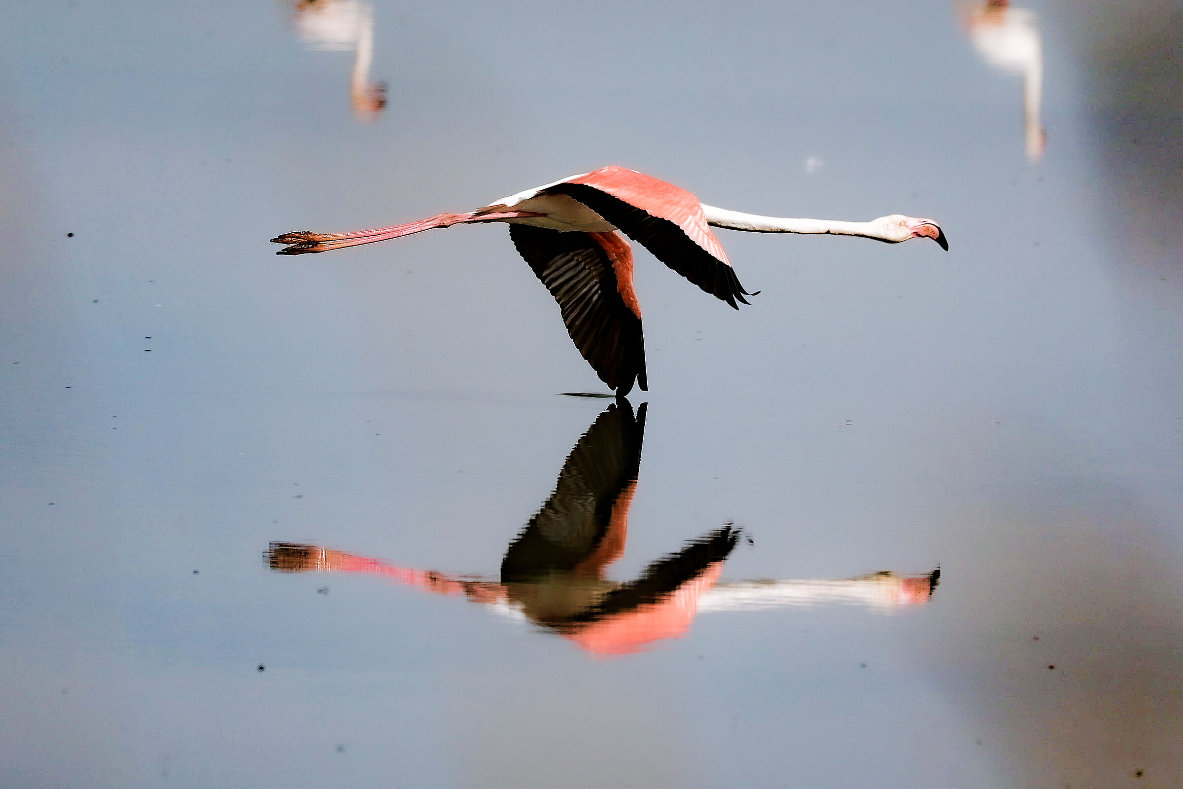 Low-flying flight