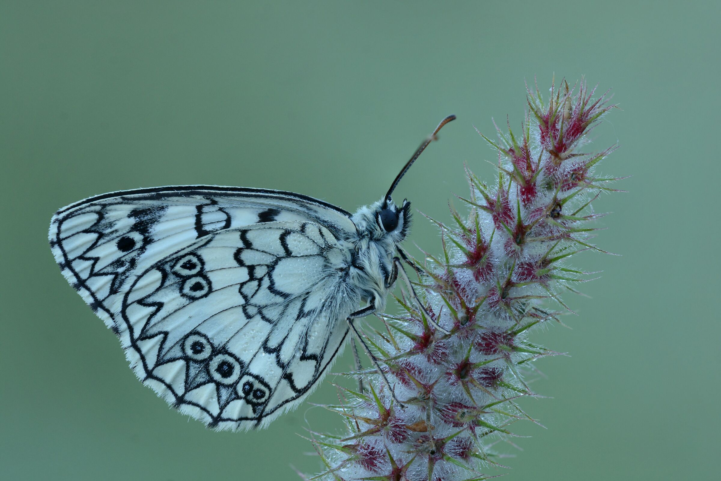 Melanargia russiae