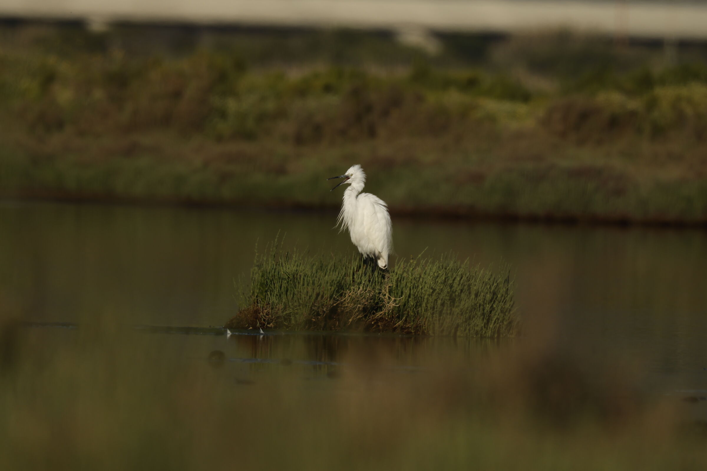 EGRET