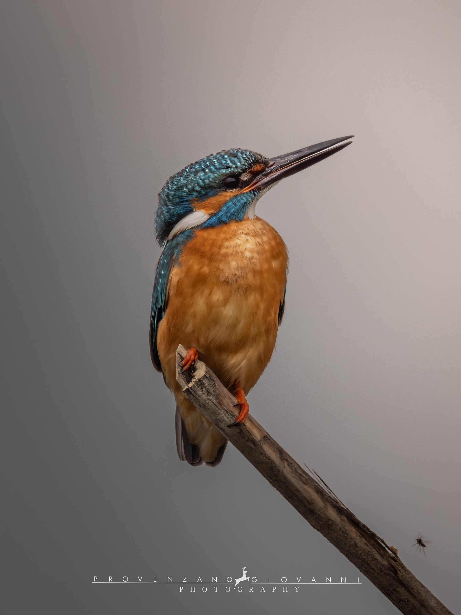 martin pescatore