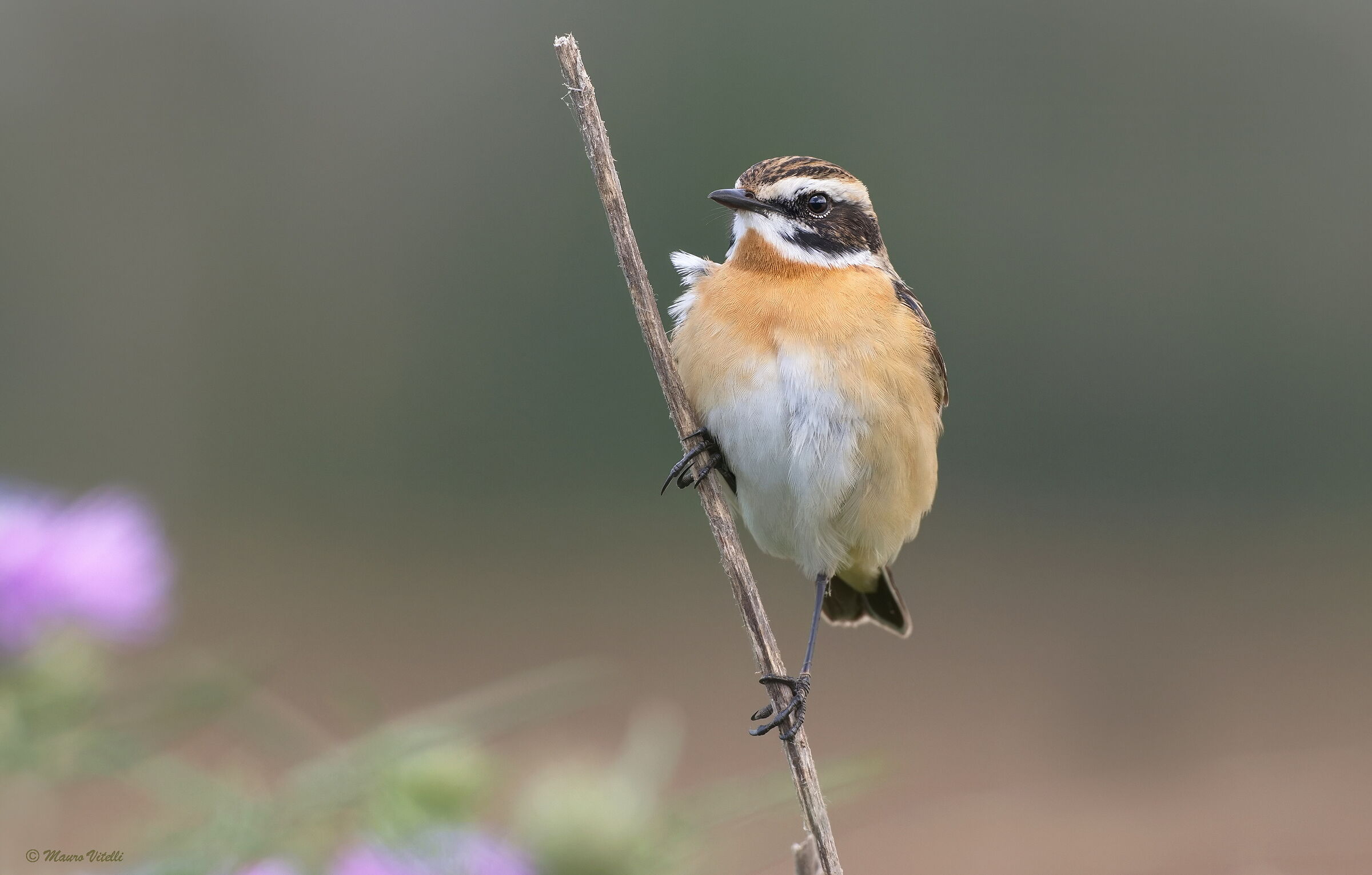 Stiaccino (Saxicola rubetra)