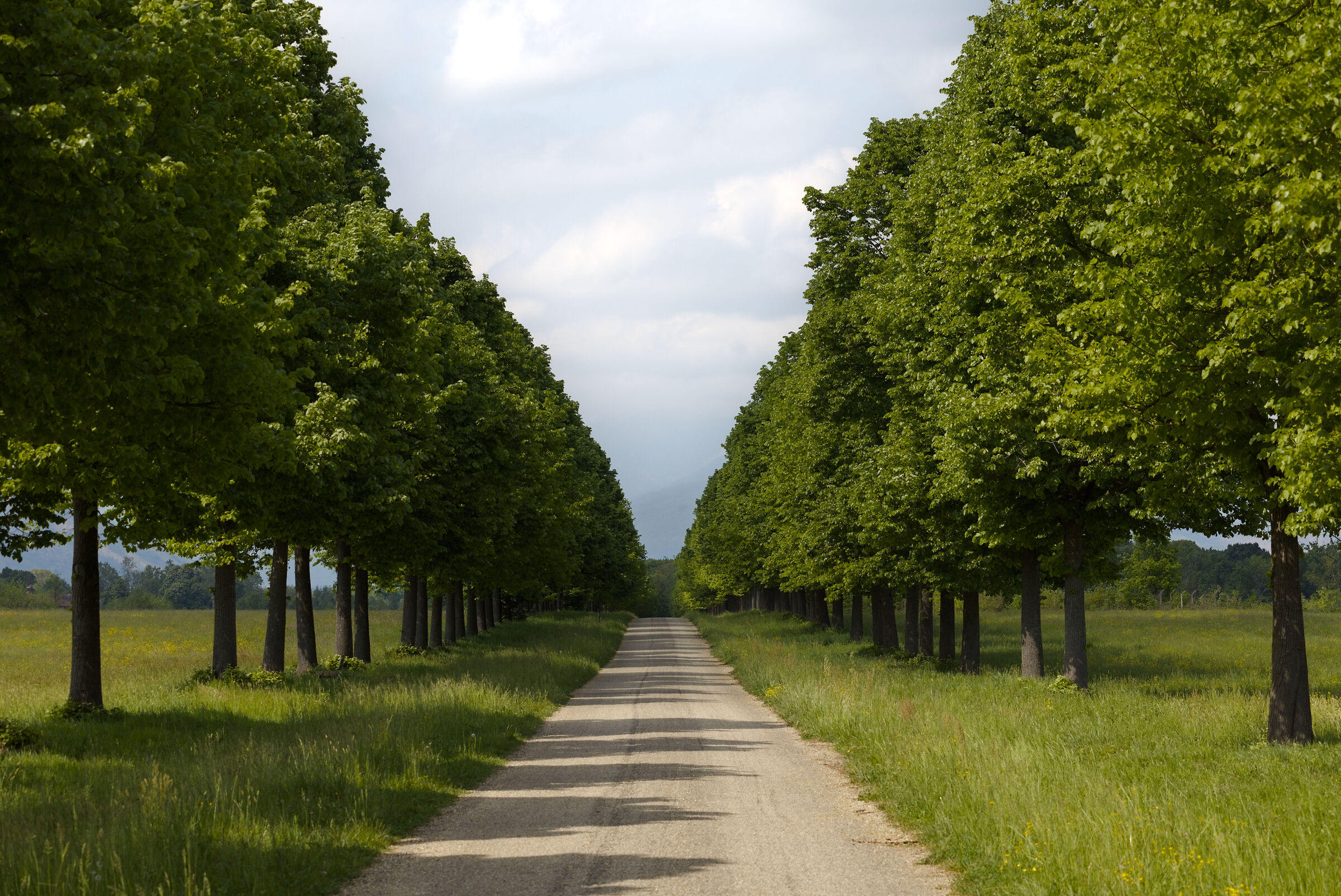 Tree-lined avenue