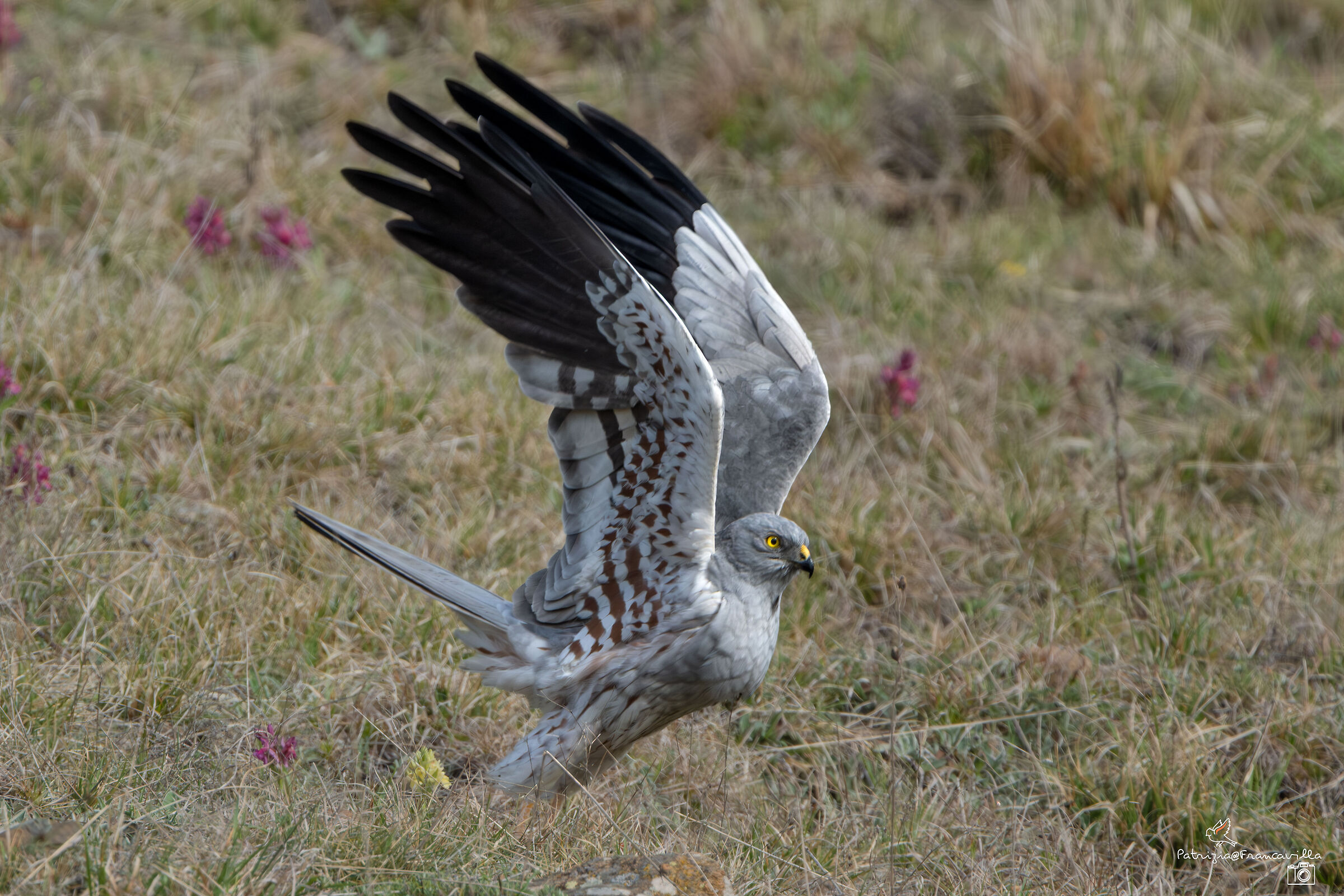 The detachment of the Montagu's harrier