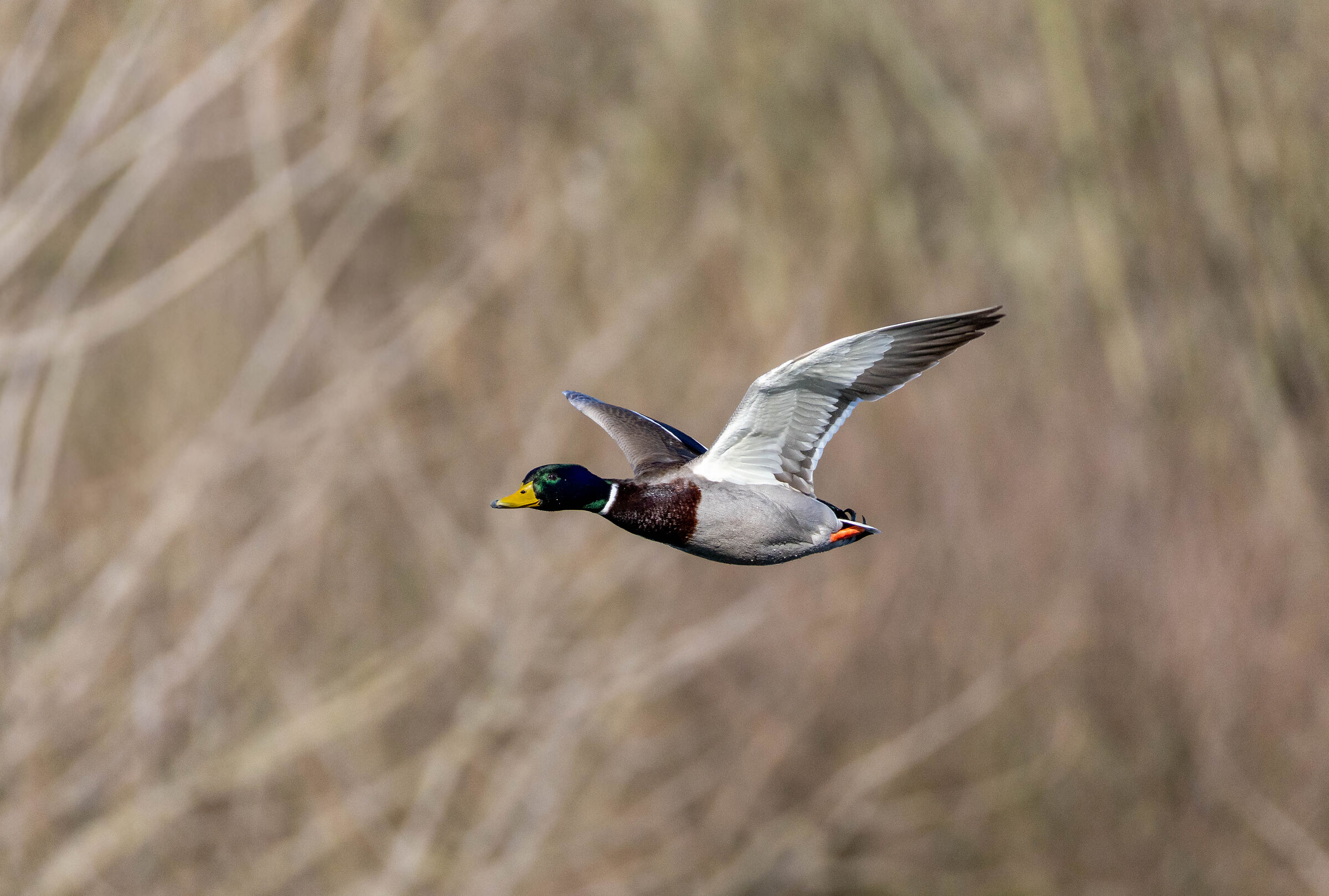 Flying