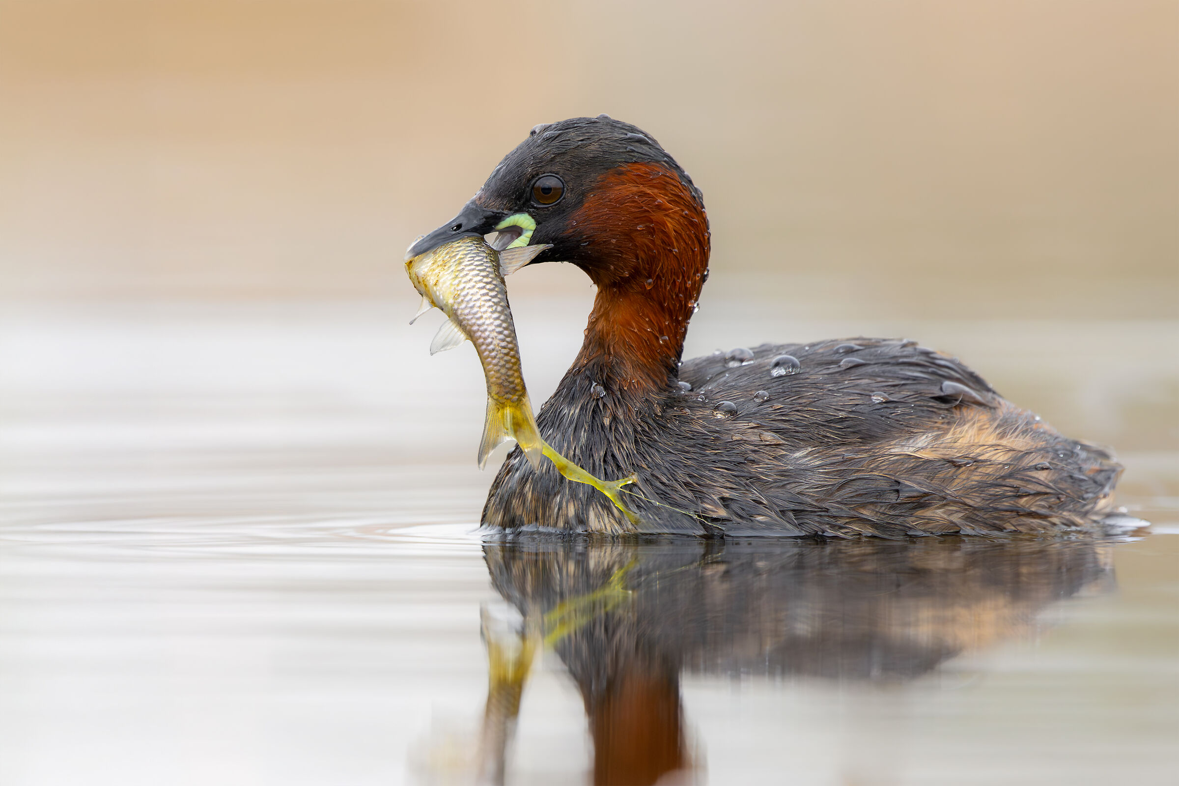 Little grebe