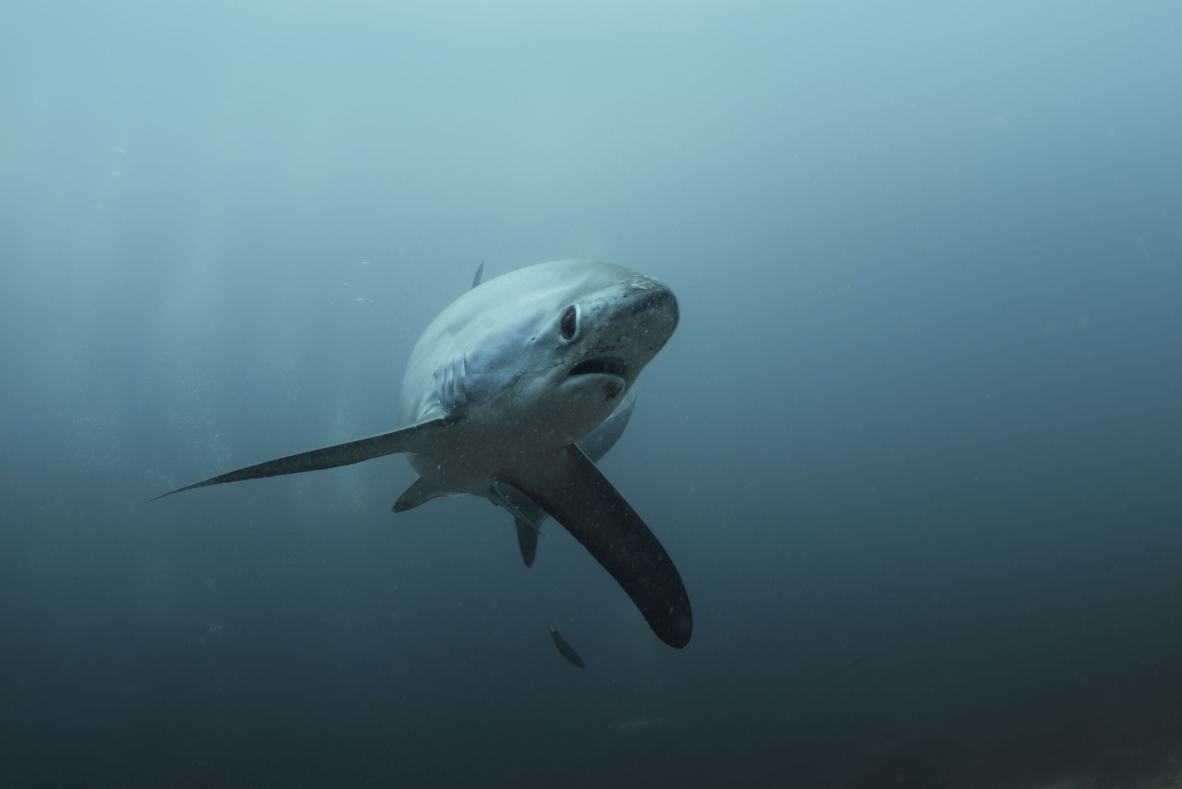 Thresher Shark