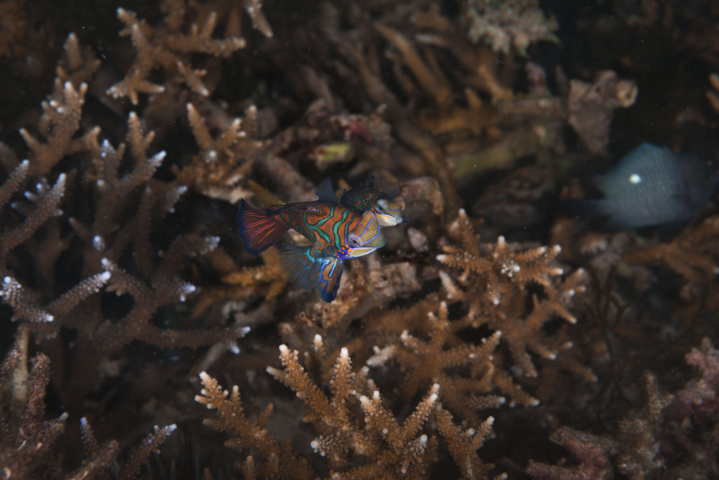 Mating mandarin fish
