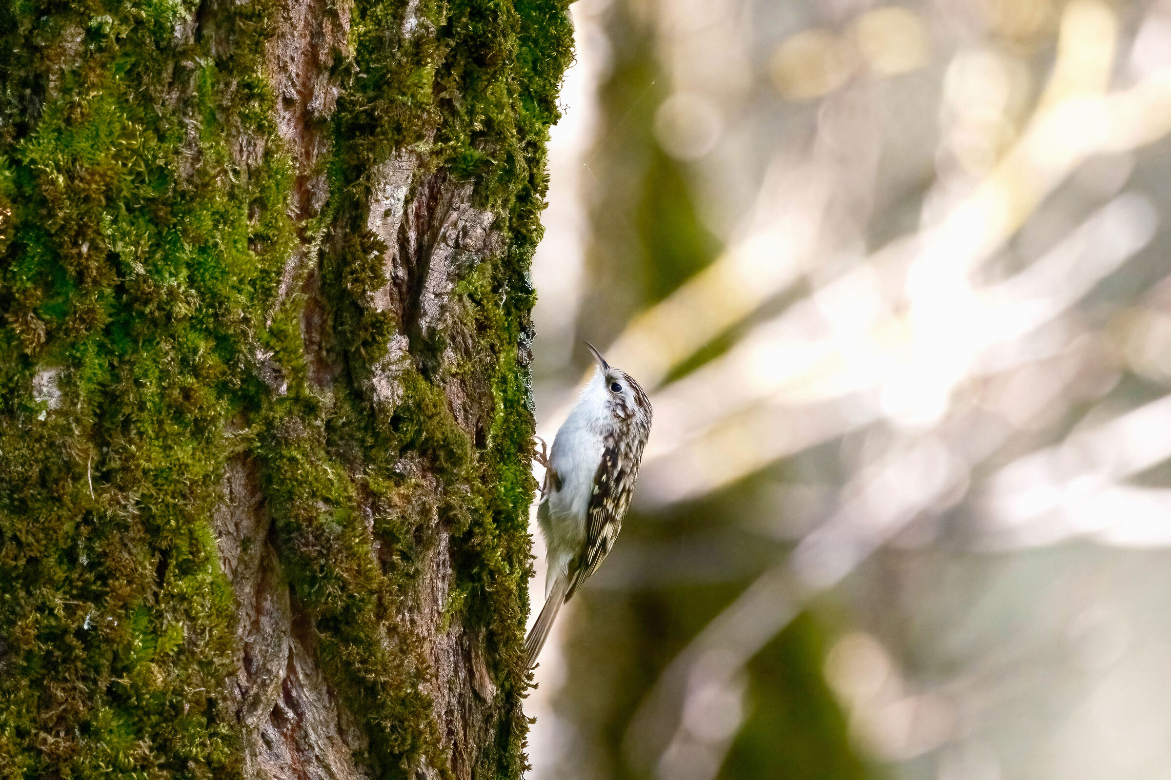 Treecreepers at work