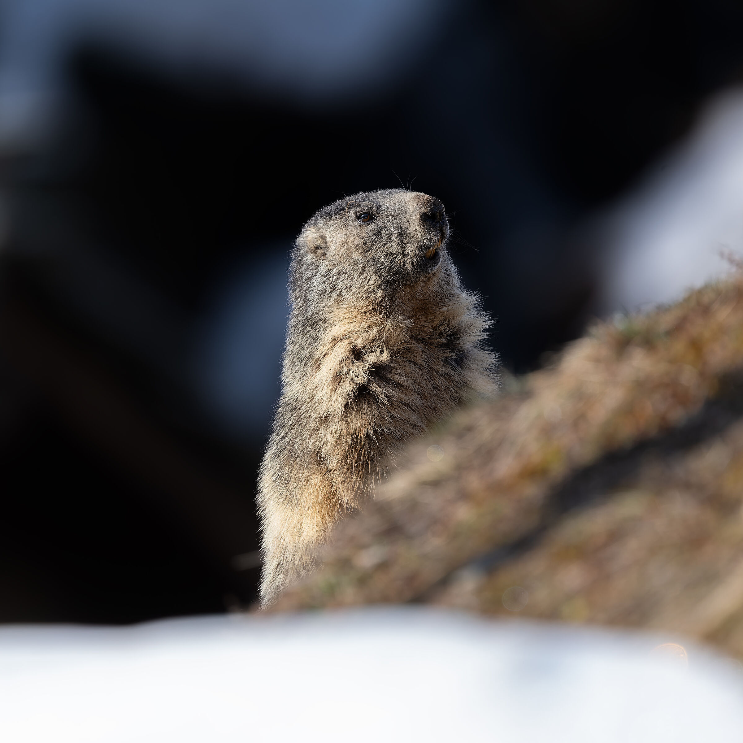 Marmotta - Gran Paradiso National Park - Piedmont