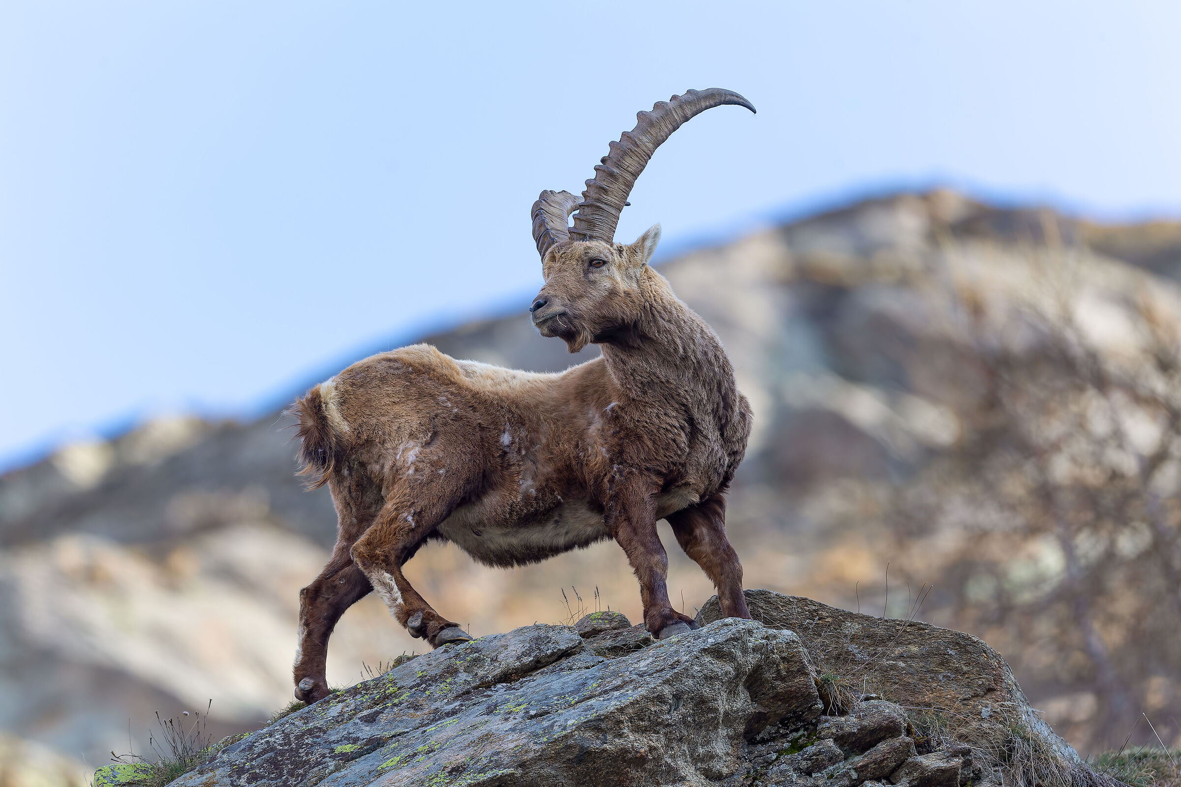 Ibex - Gran Paradiso National Park - Piedmont