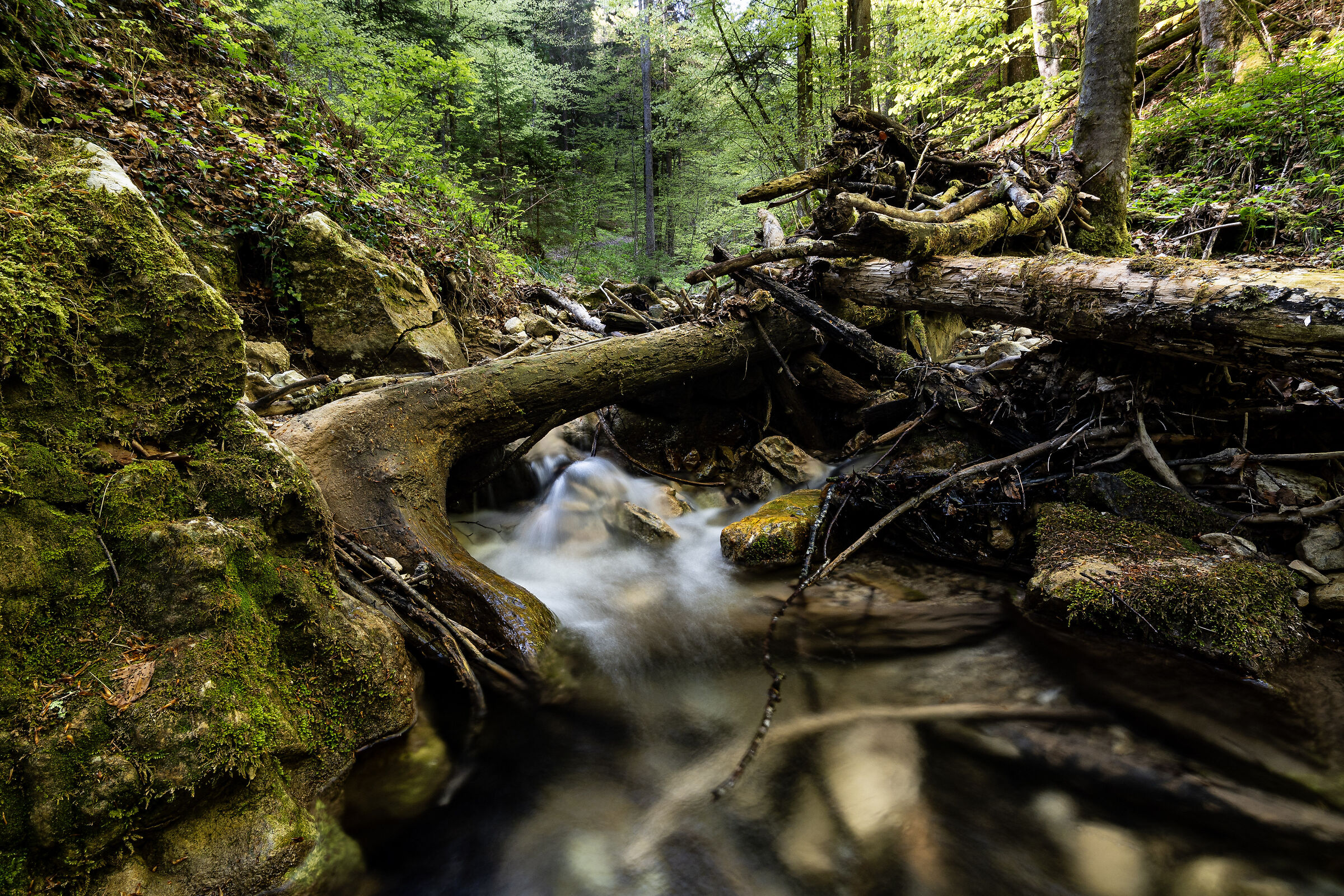 Current of the Ancient Woods