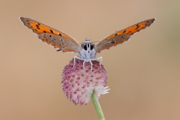 Lycaena dispar