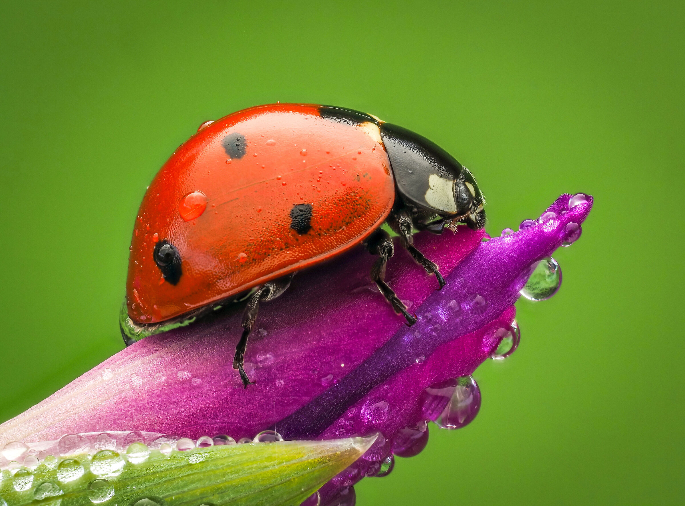 Ladybug septempunctata
