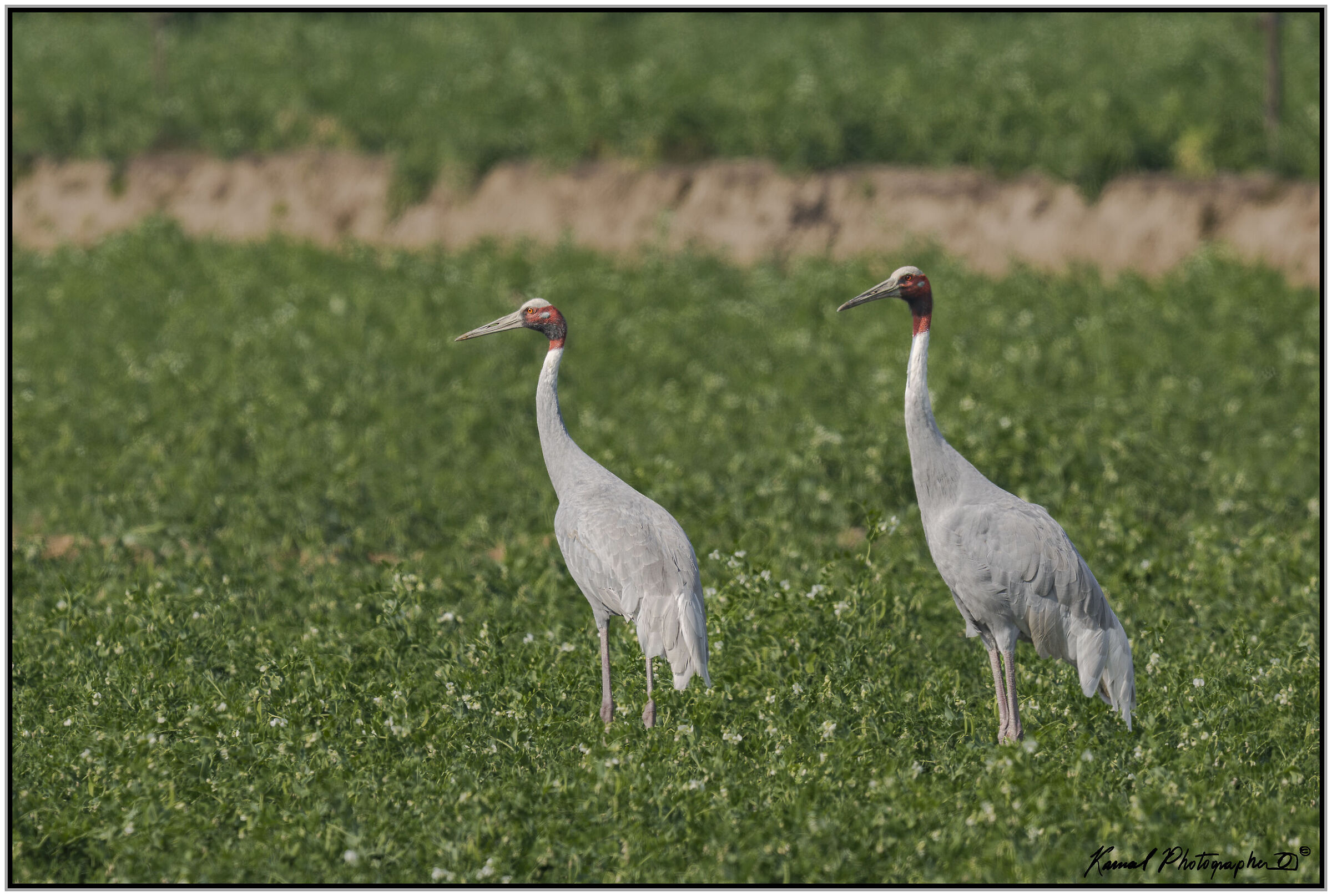 Antigone Crane (Antigone antigone)