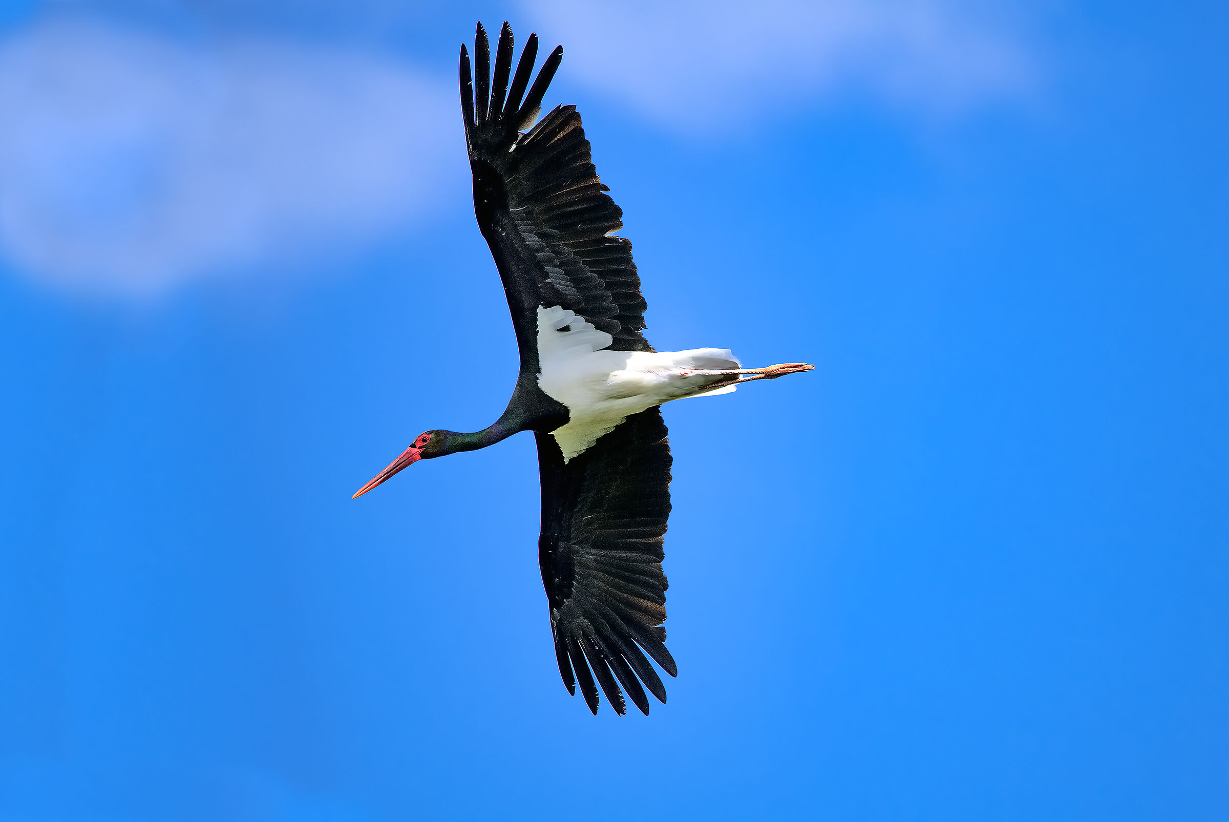 Black stork