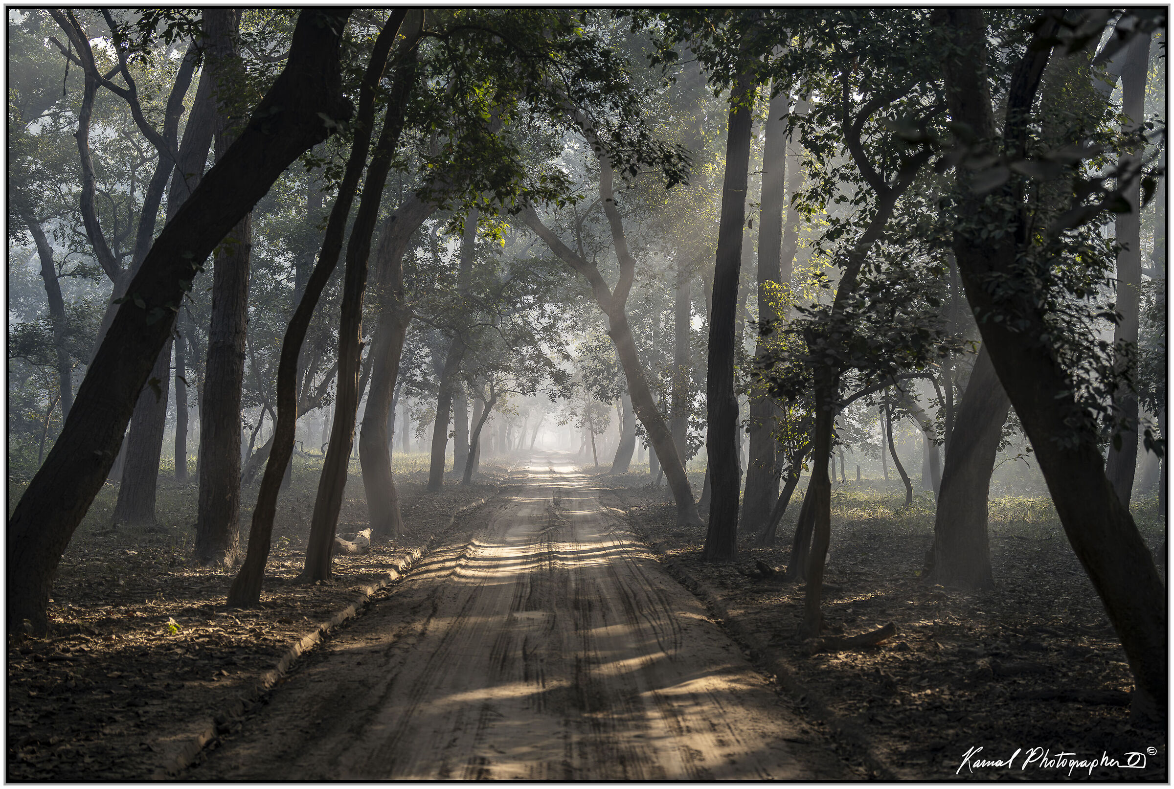 DUDHWA NATIONAL PARK (India)