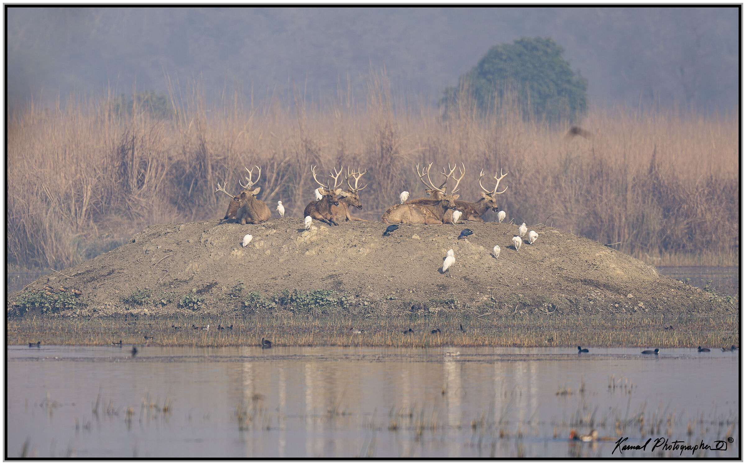Barasingha (Rucervus duvaucelii)