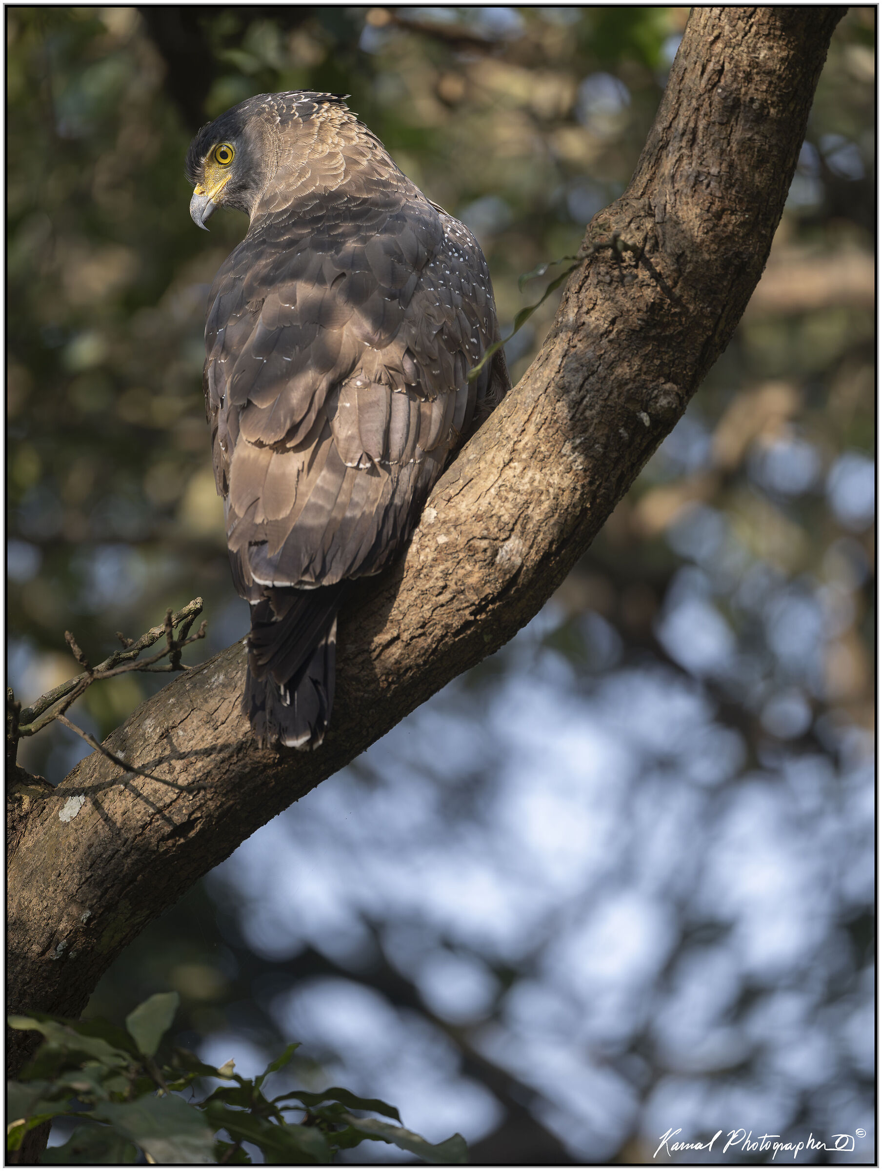 Crested serpent eagle (Spilornis cheela)
