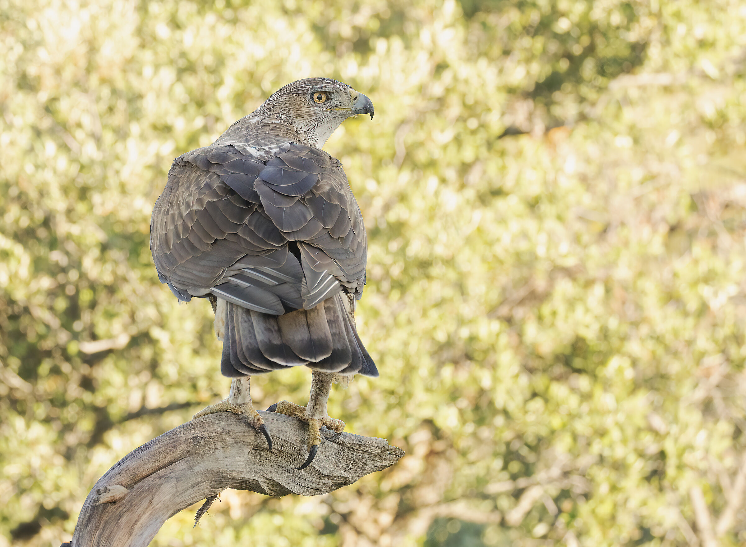 aquila del bonelli