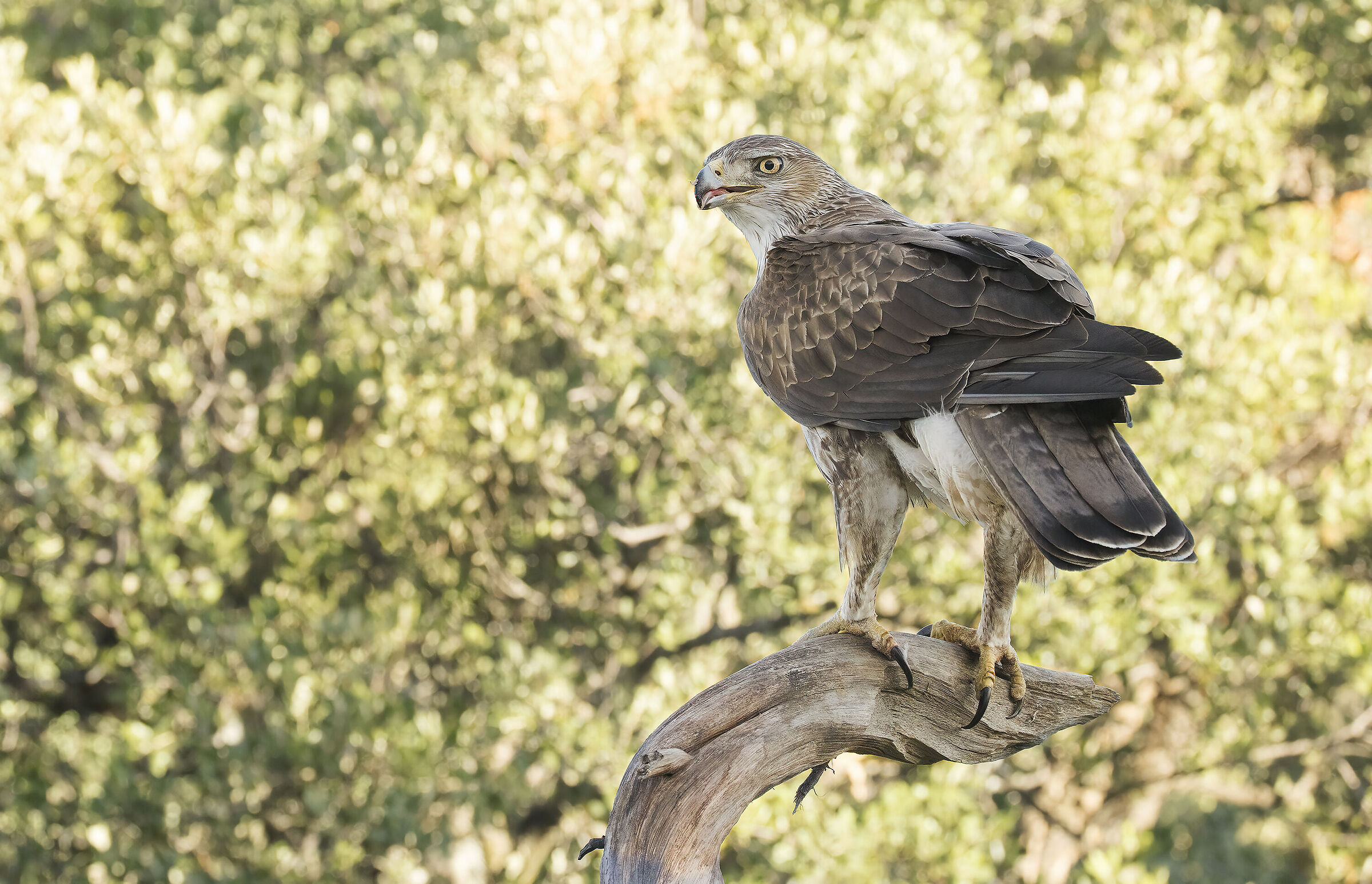 aquila del bonelli