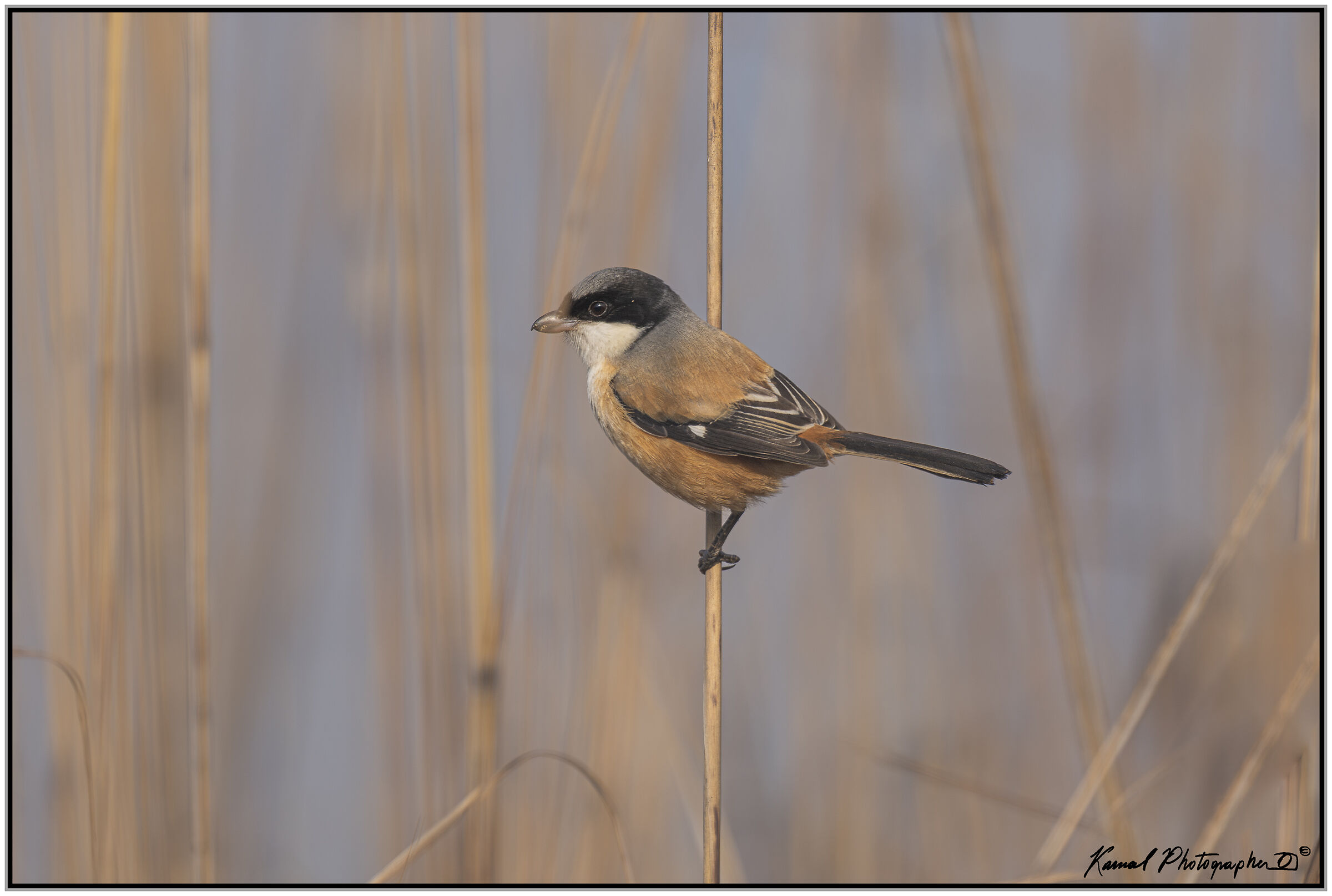 Long-tailed Shrike (Lanius schach)