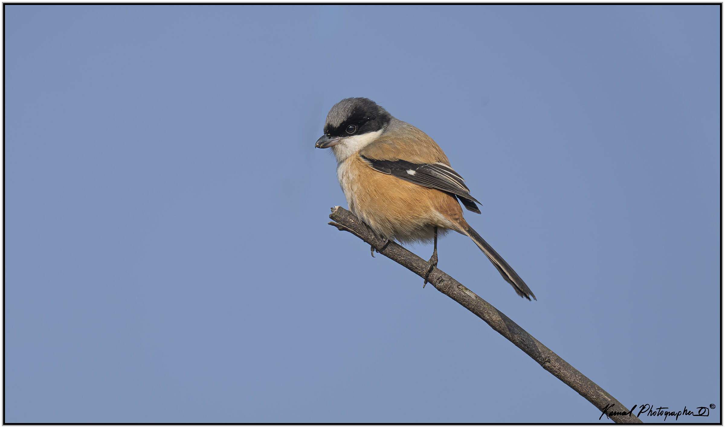 Long-tailed Shrike (Lanius schach)